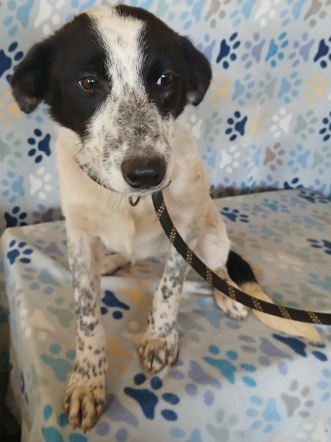 Enlarge Liz, a ADOPTABLE mixed breed in Mena, AR image 2/3