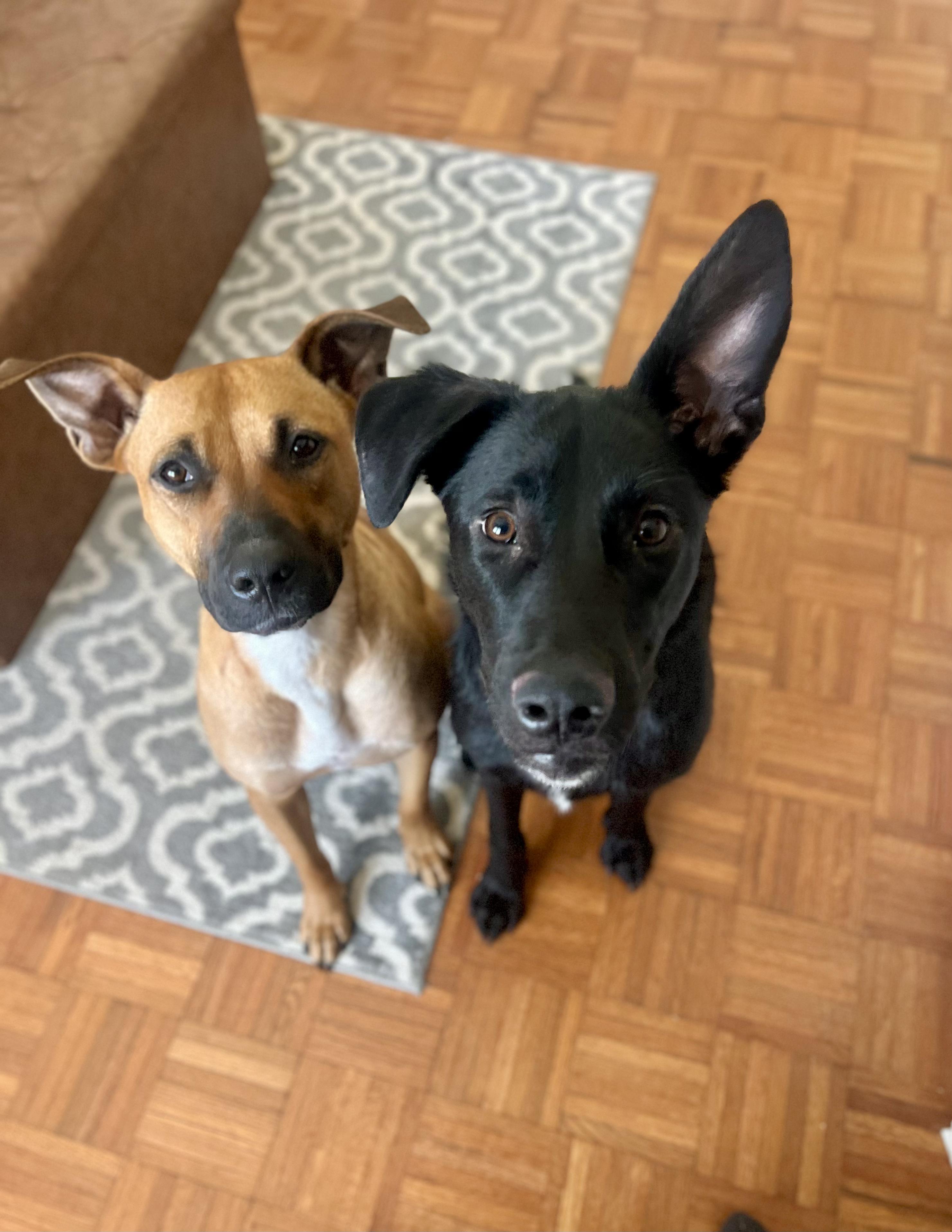 Rocky — thumbnail 2