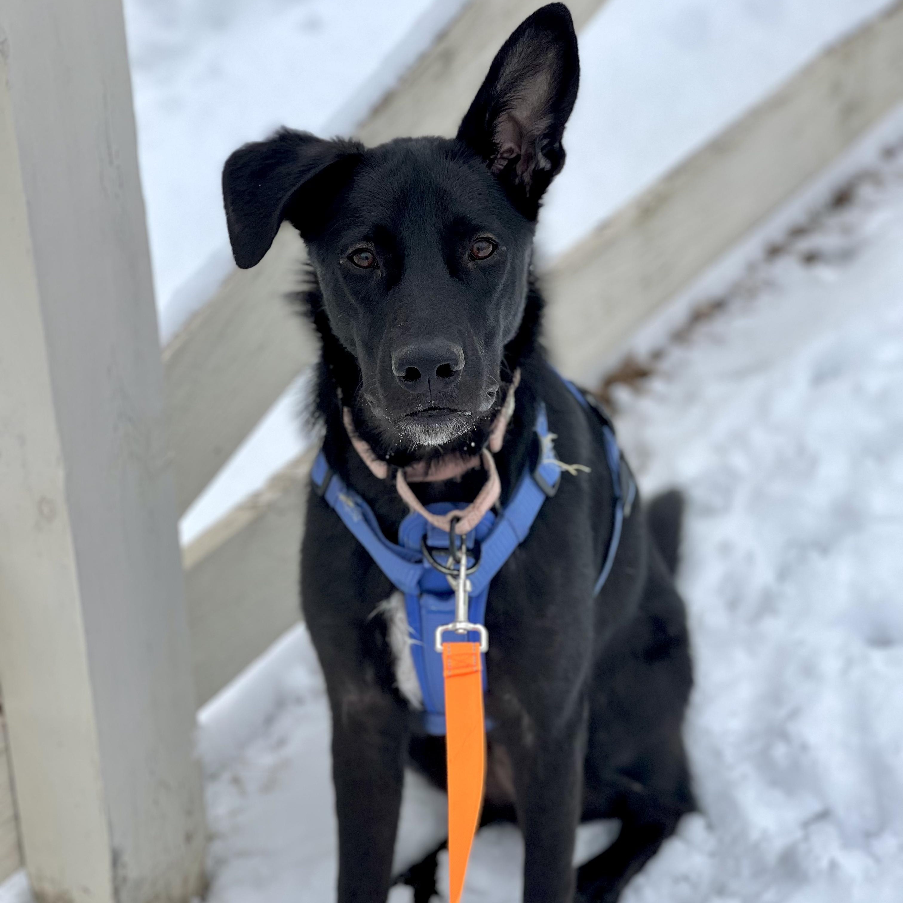 Rocky — thumbnail 4