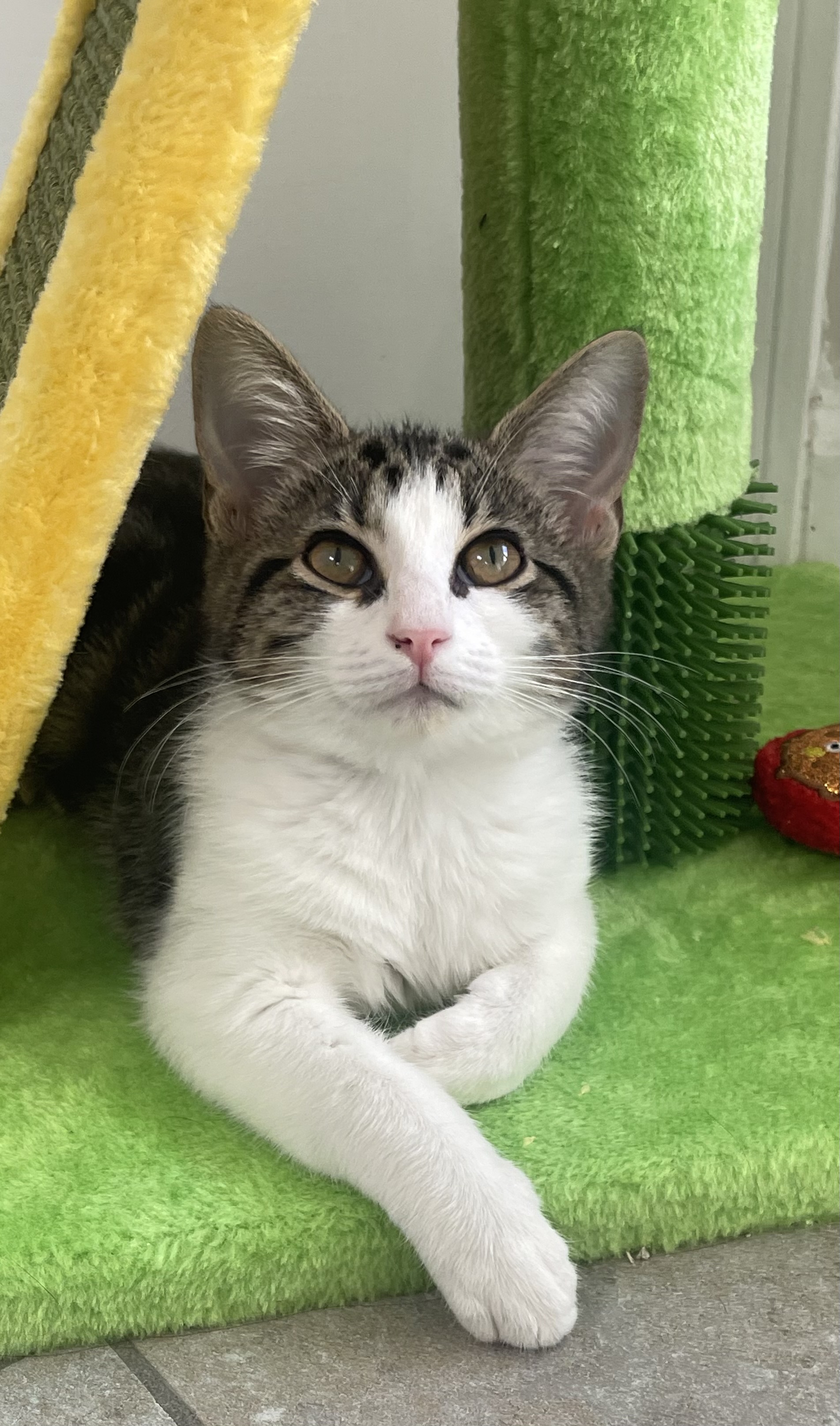 Cat for adoption Poppy, a Domestic Medium Hair in Auburn, GA Petfinder