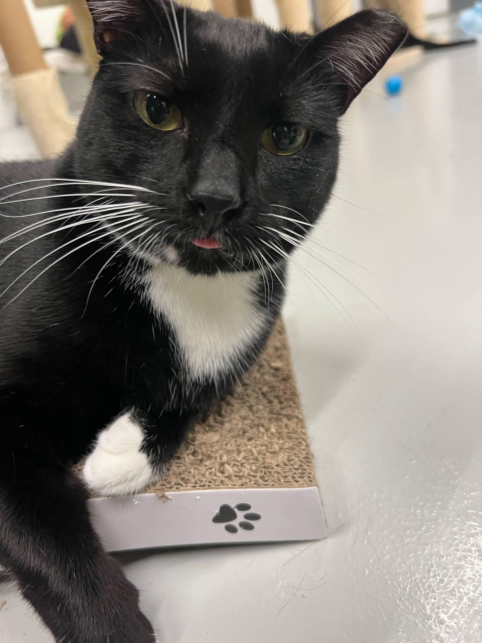 Juniper, Young Female Domestic Short Hair