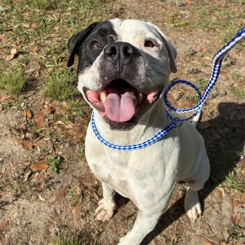 Enlarge BANDIT, a Adoptable American Staffordshire Terrier in Pensacola, FL image 1/1