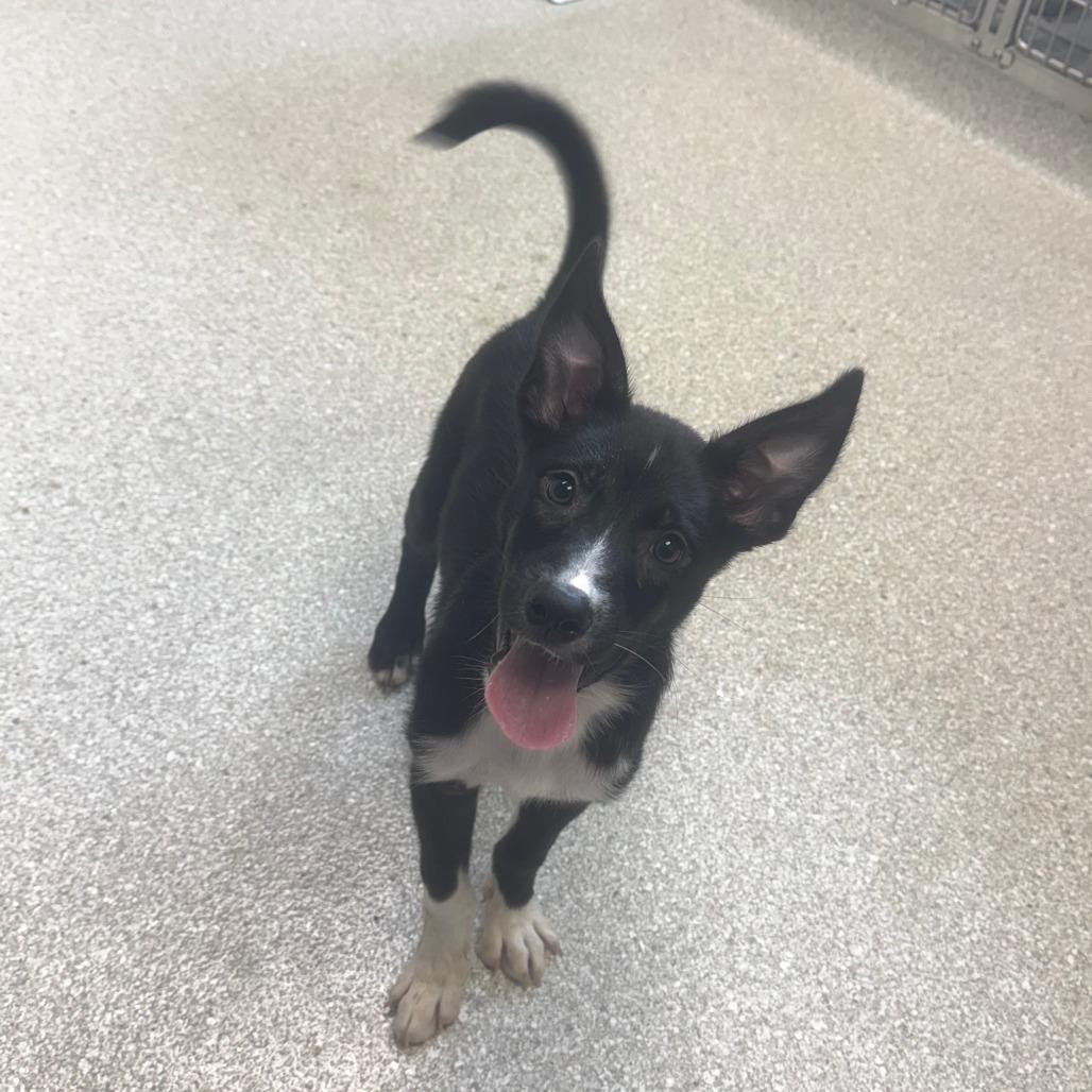 Bingo, adopted, Young Female Shepherd.