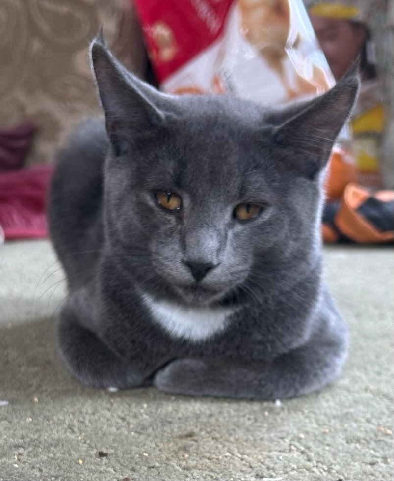 Enlarge Parker, a Adopted Domestic Short Hair in New York, NY image 1/5