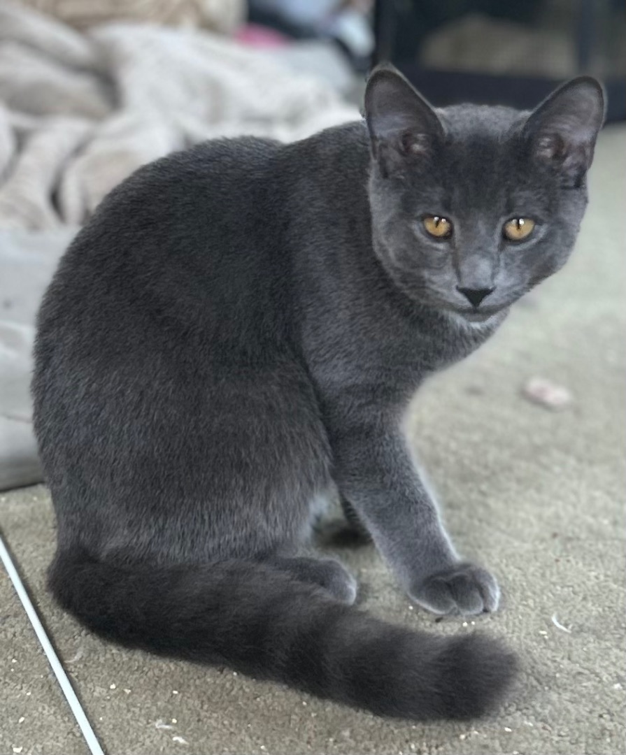 Enlarge Parker, a Adopted Domestic Short Hair in New York, NY image 2/5