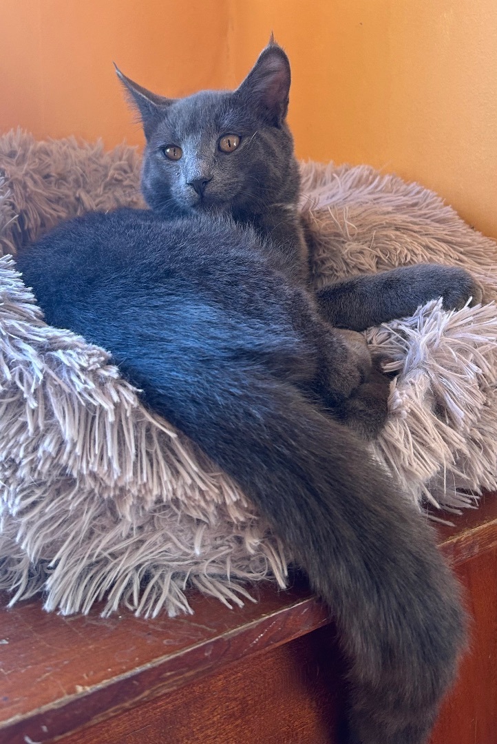 Enlarge Parker, a Adopted Domestic Short Hair in New York, NY image 3/5