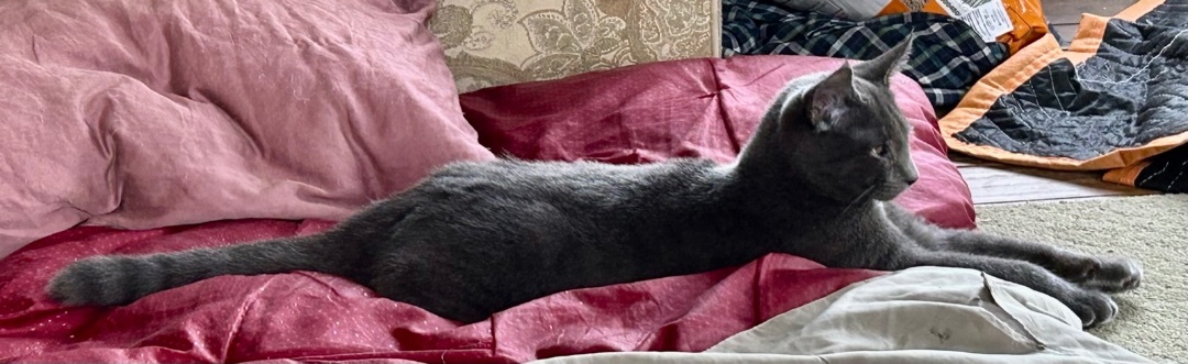 Enlarge Parker, a Adopted Domestic Short Hair in New York, NY image 4/5