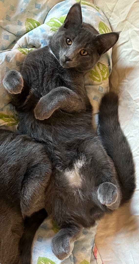 Enlarge Parker, a Adopted Domestic Short Hair in New York, NY image 5/5