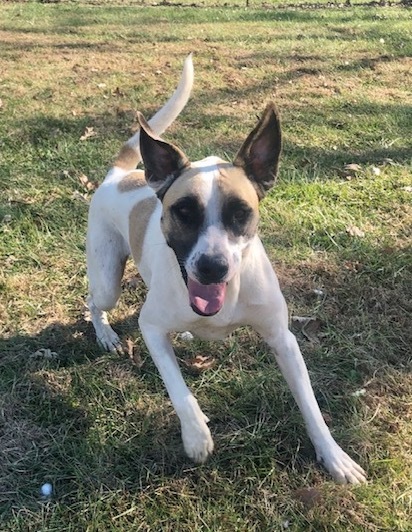 Kona Kay, Adoptable, Young Female Saint Bernard.