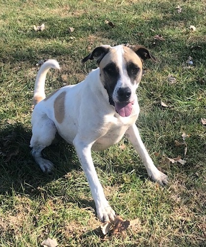 Kona Kay, a Adoptable mixed breed in Auburn, NE image 2/6