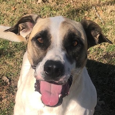 Kona Kay, a Adoptable mixed breed in Auburn, NE image 3/6