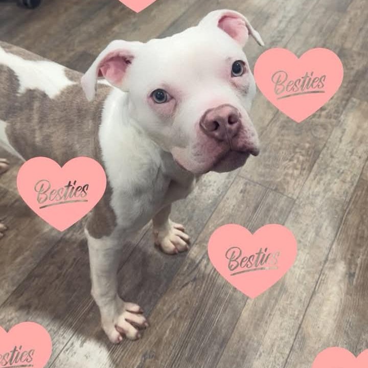 Enlarge Bingo, an adopted mixed breed in Salisbury, MD image 1/1