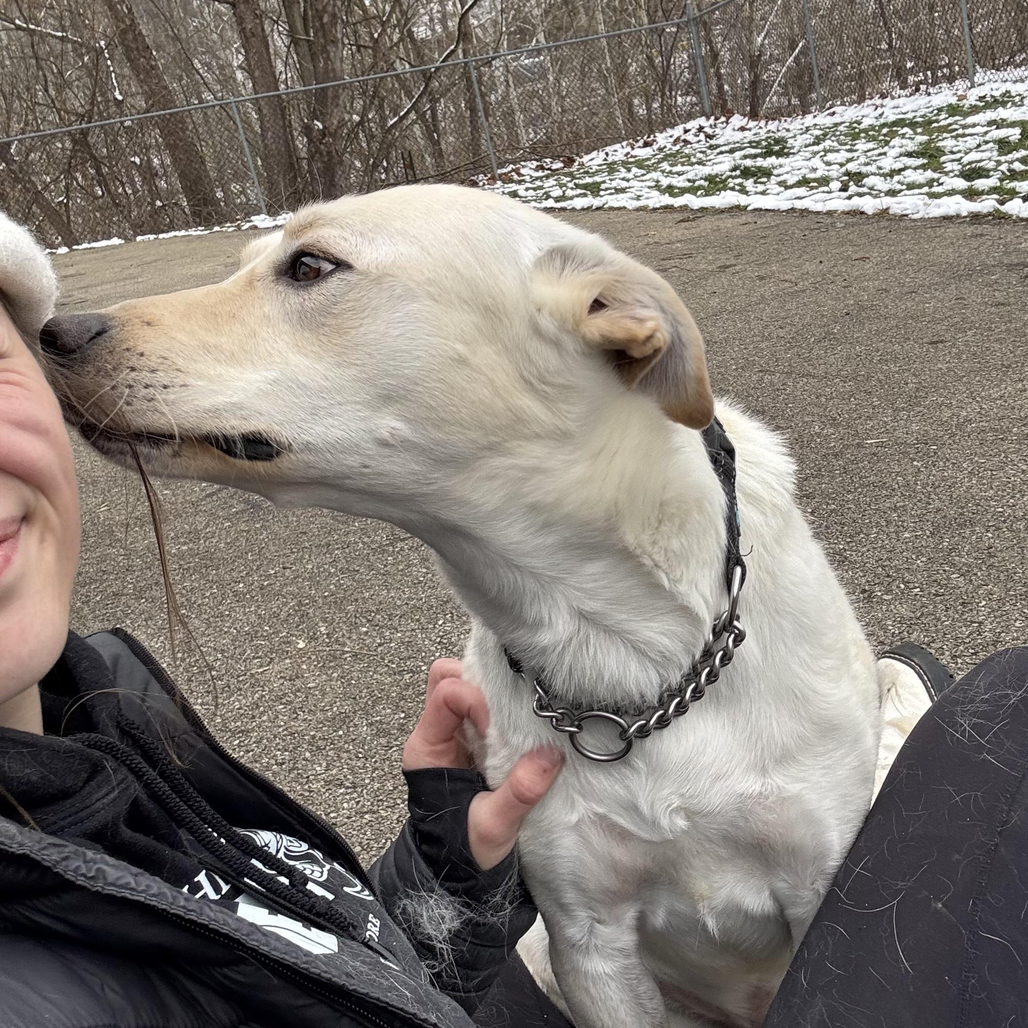 Enlarge Jesse, a ADOPTABLE mixed breed in Waynesburg, PA image 5/6