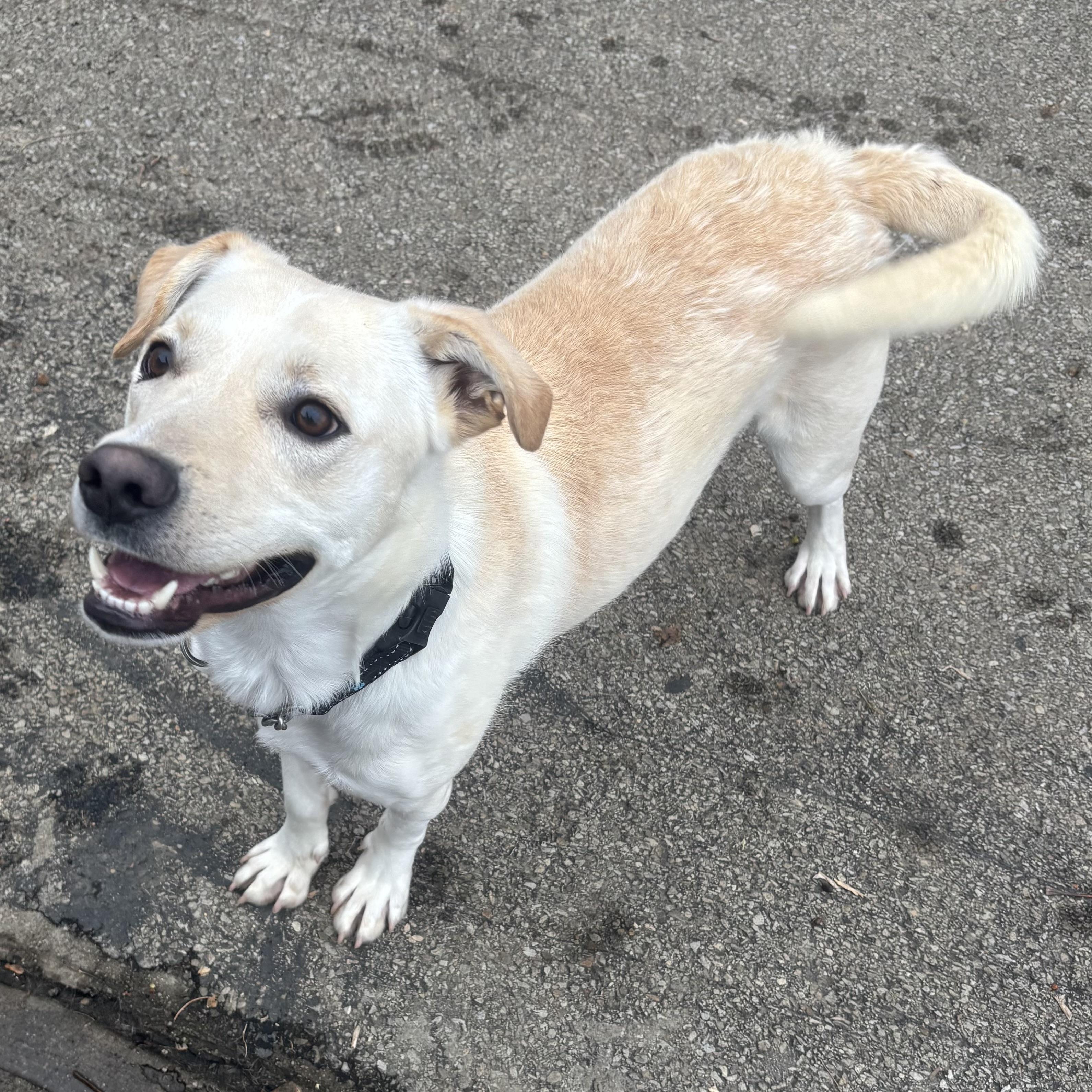 Enlarge Jesse, a ADOPTABLE mixed breed in Waynesburg, PA image 2/6