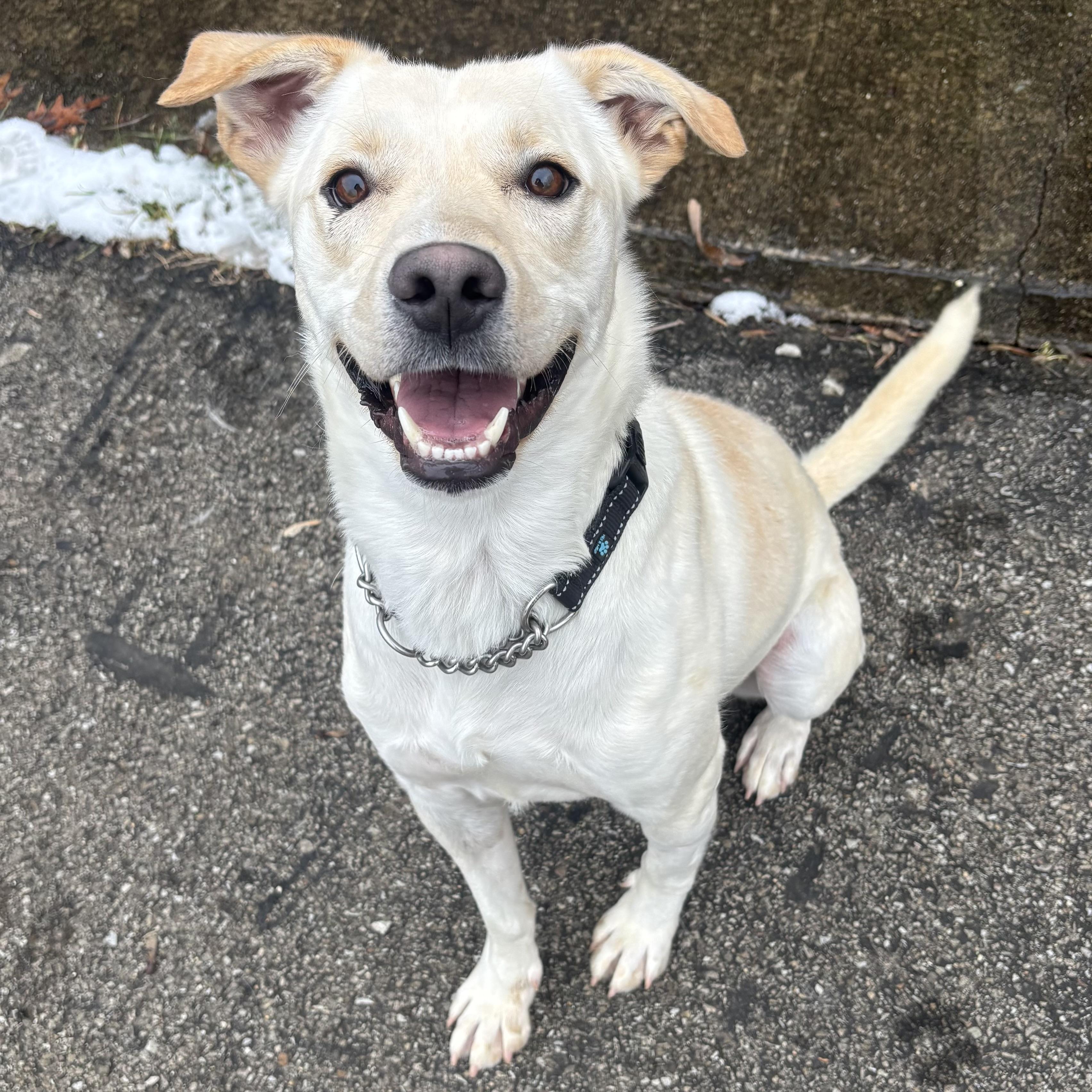 Jesse, ADOPTABLE, Adult Male Yellow Labrador Retriever.