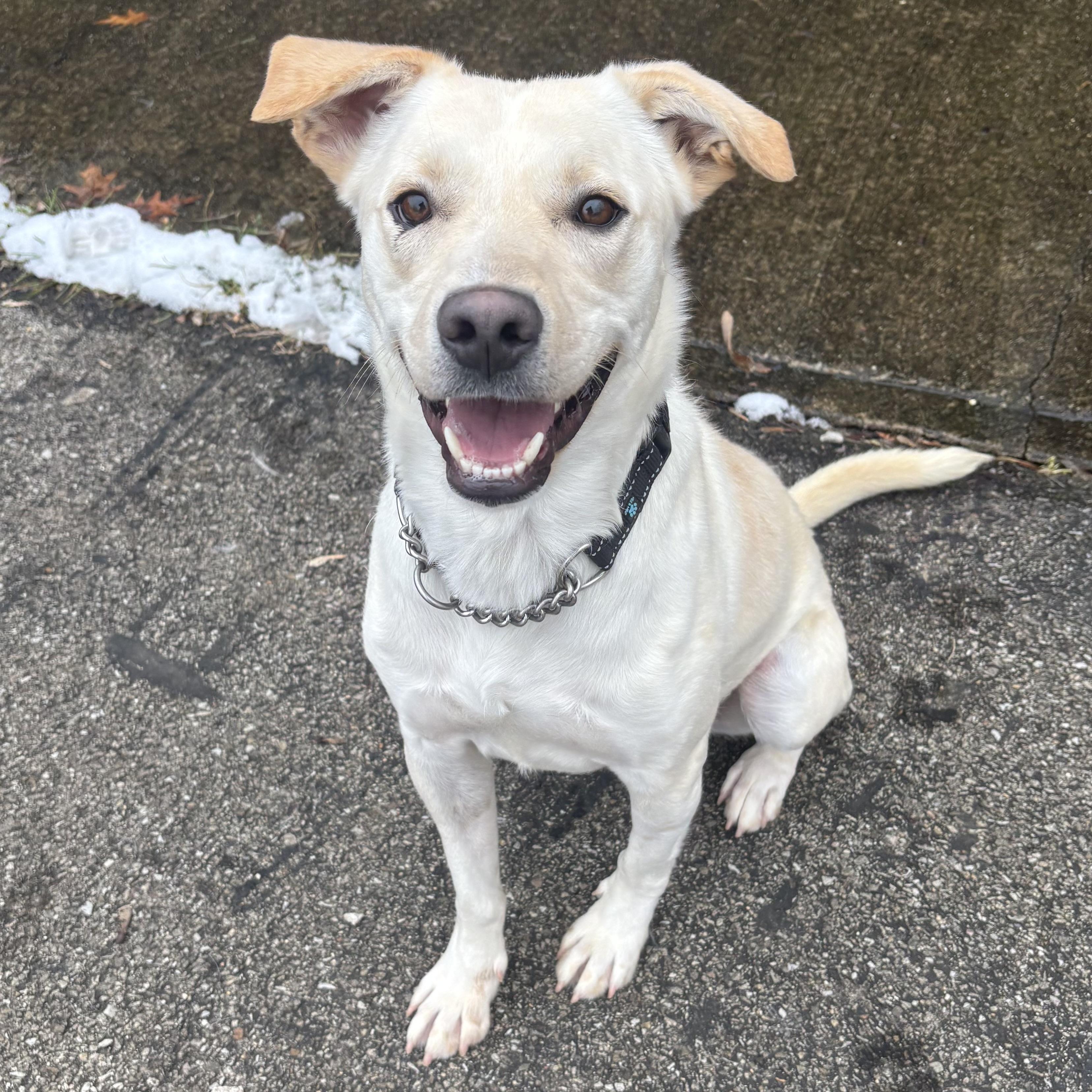 Enlarge Jesse, a ADOPTABLE mixed breed in Waynesburg, PA image 6/6