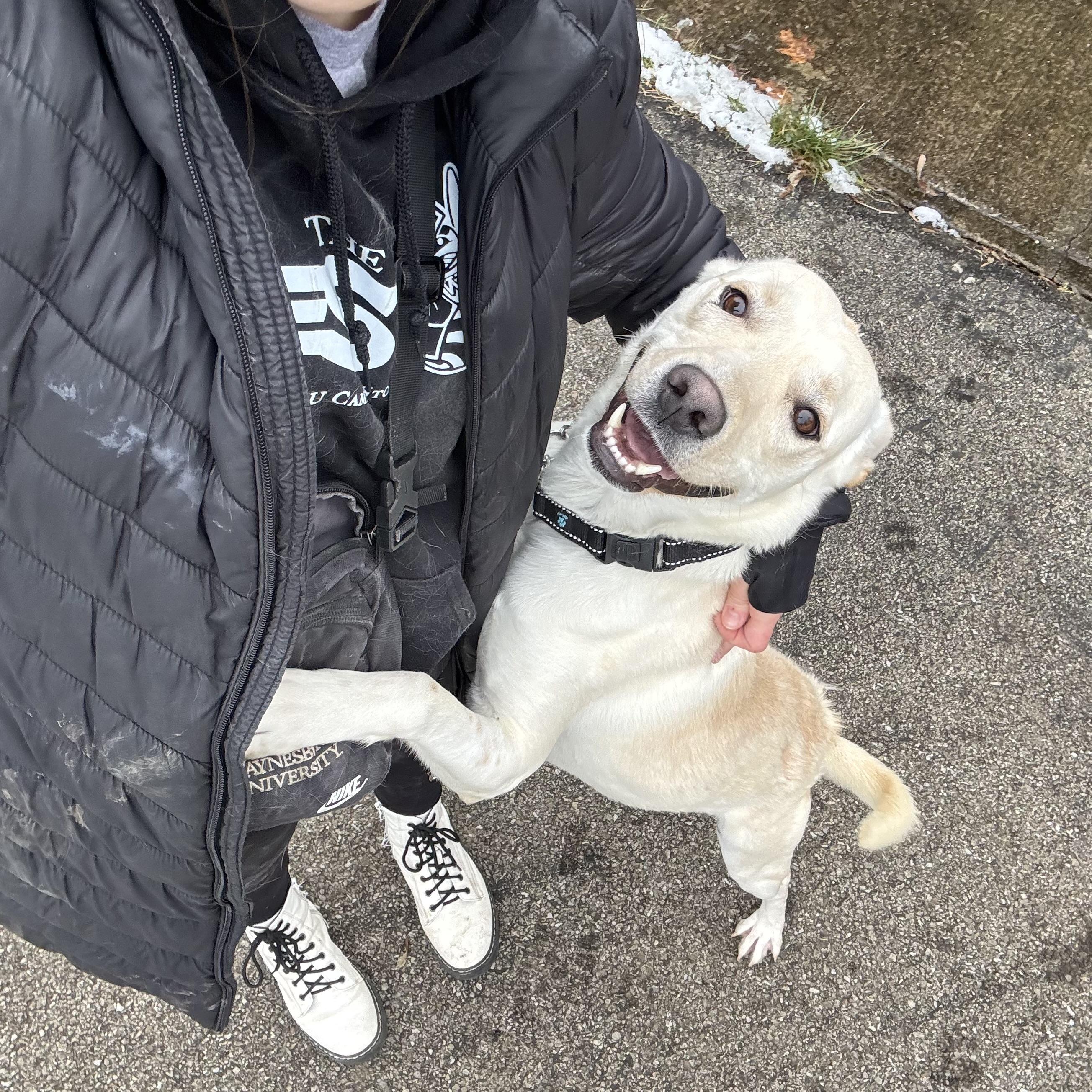 Enlarge Jesse, a ADOPTABLE mixed breed in Waynesburg, PA image 3/6