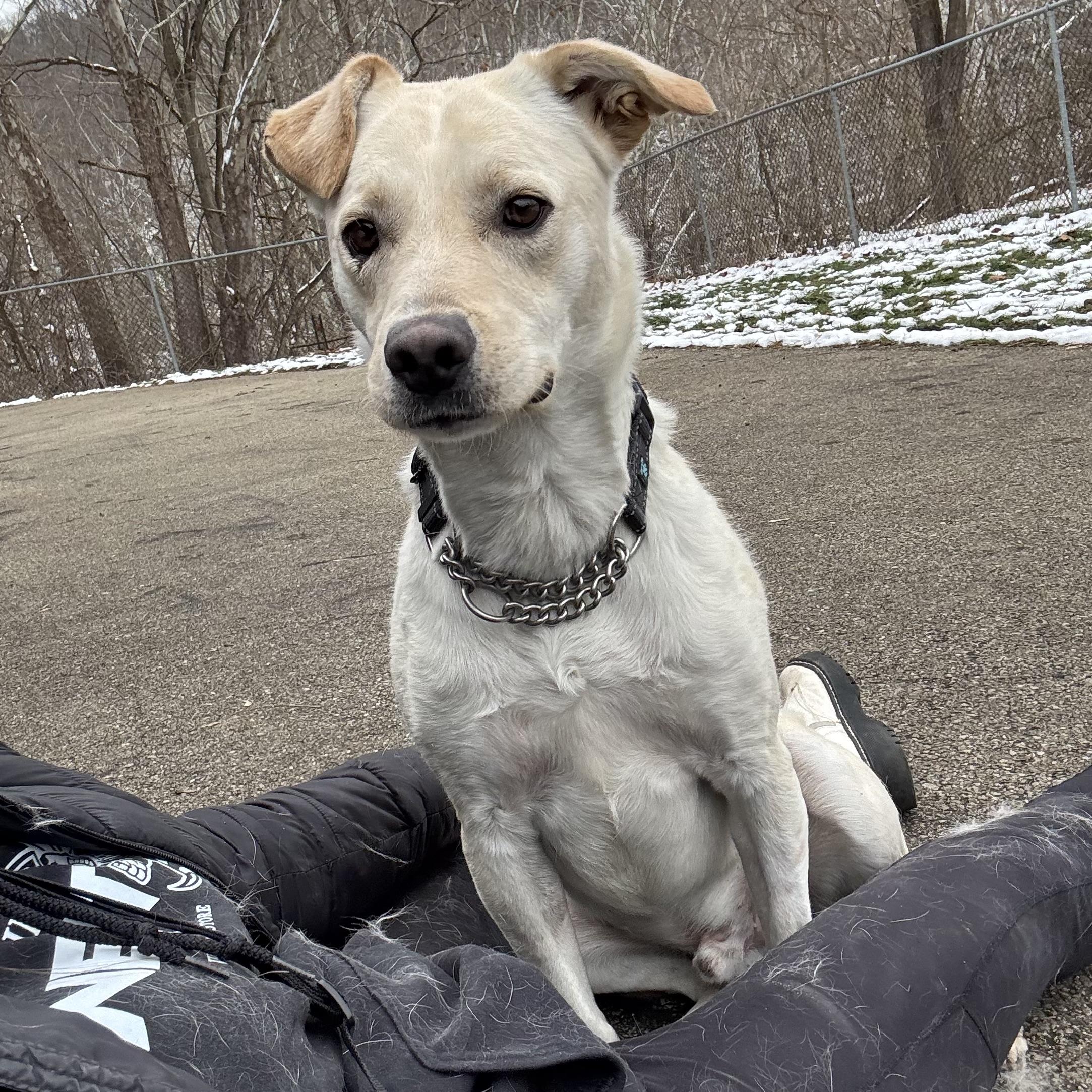 Enlarge Jesse, a ADOPTABLE mixed breed in Waynesburg, PA image 4/6