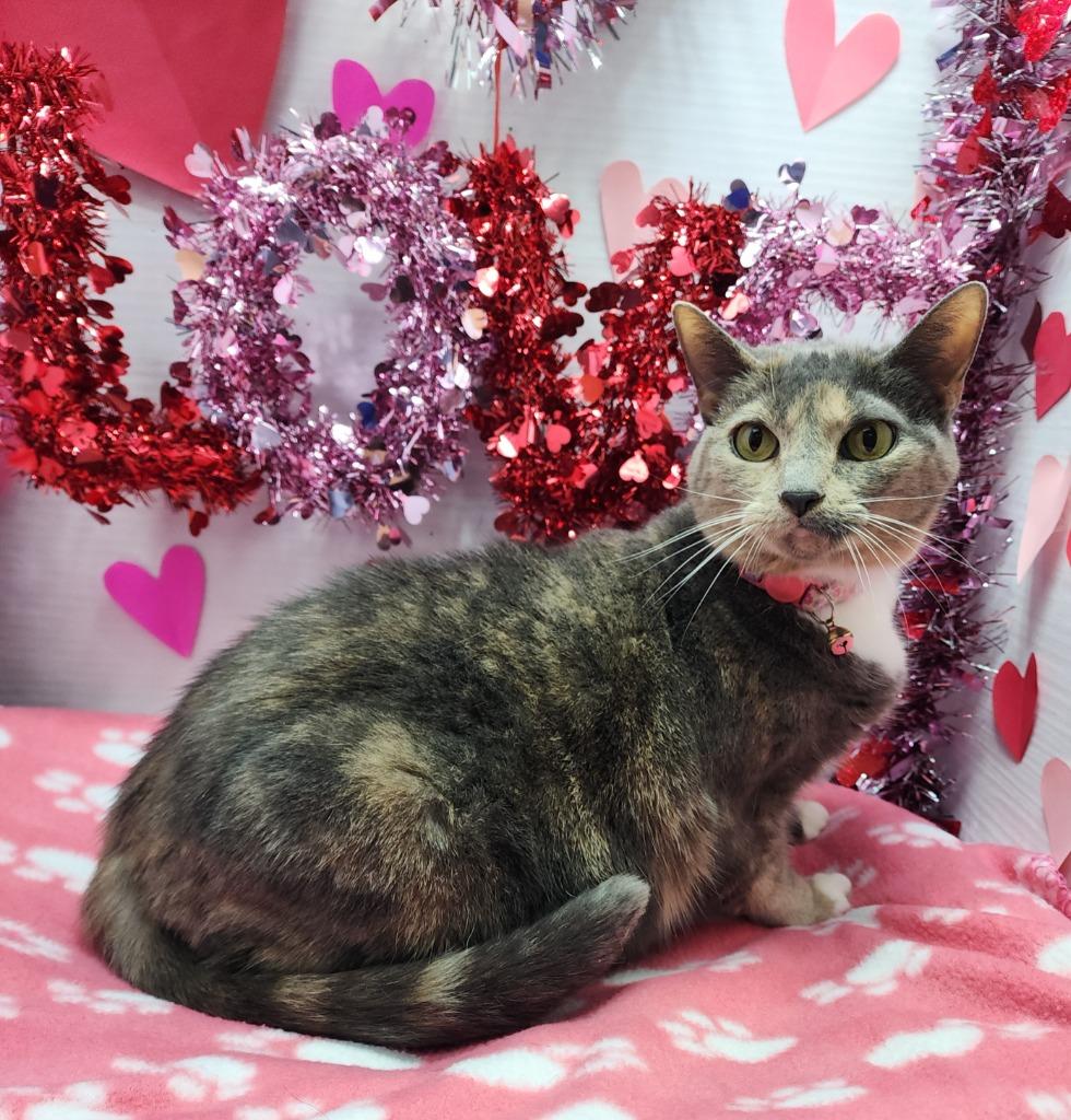 Enlarge Angel, a Adoptable mixed breed in Washington Court House, OH image 1/1