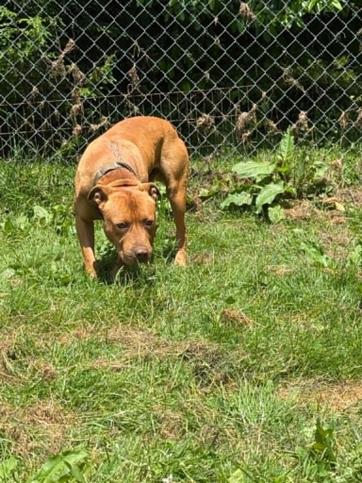 Dexter, Adoptable, Adult Male Pit Bull Terrier.