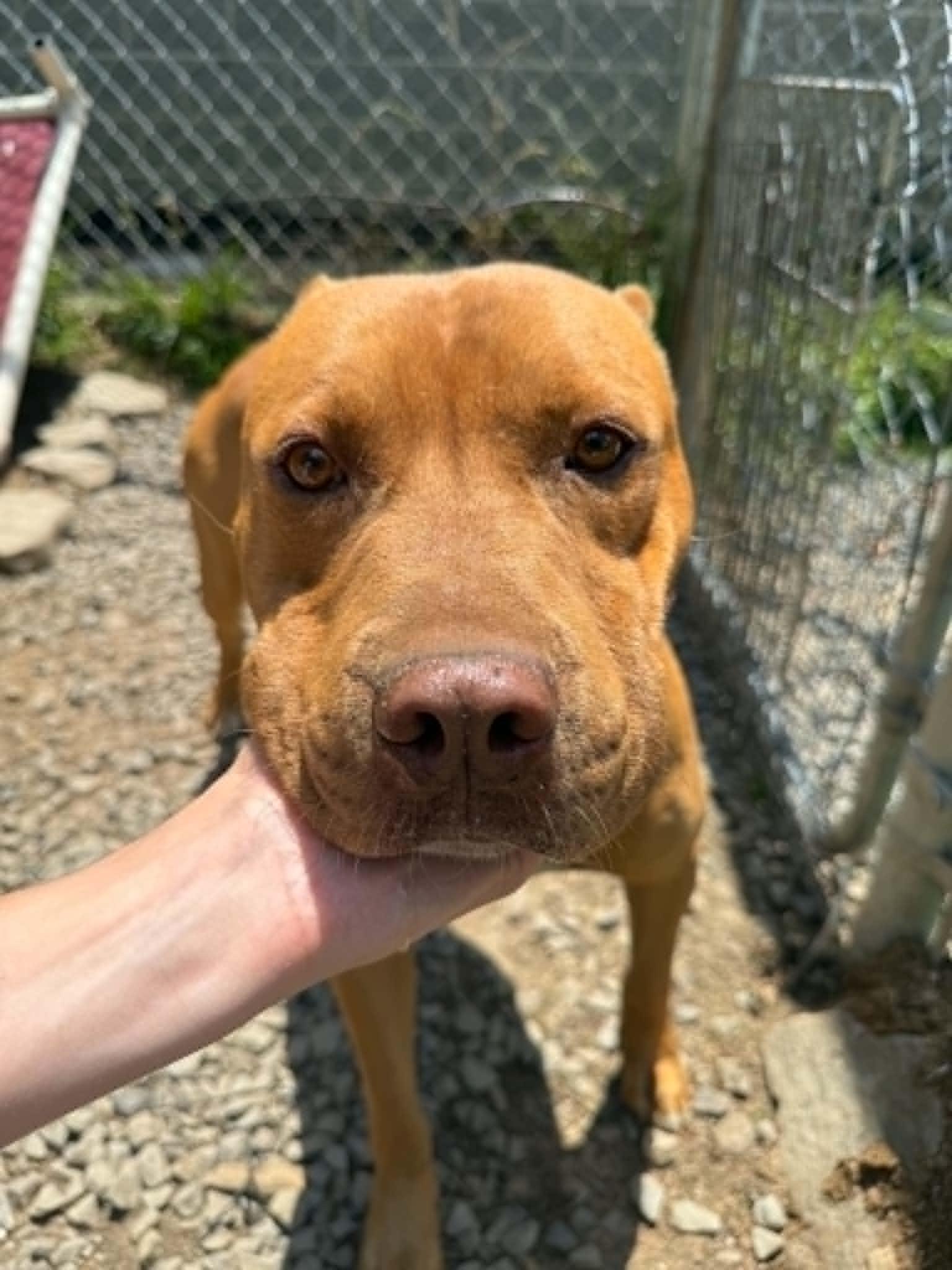 Dexter, a Adoptable Pit Bull Terrier in Fayetteville, WV image 2/4