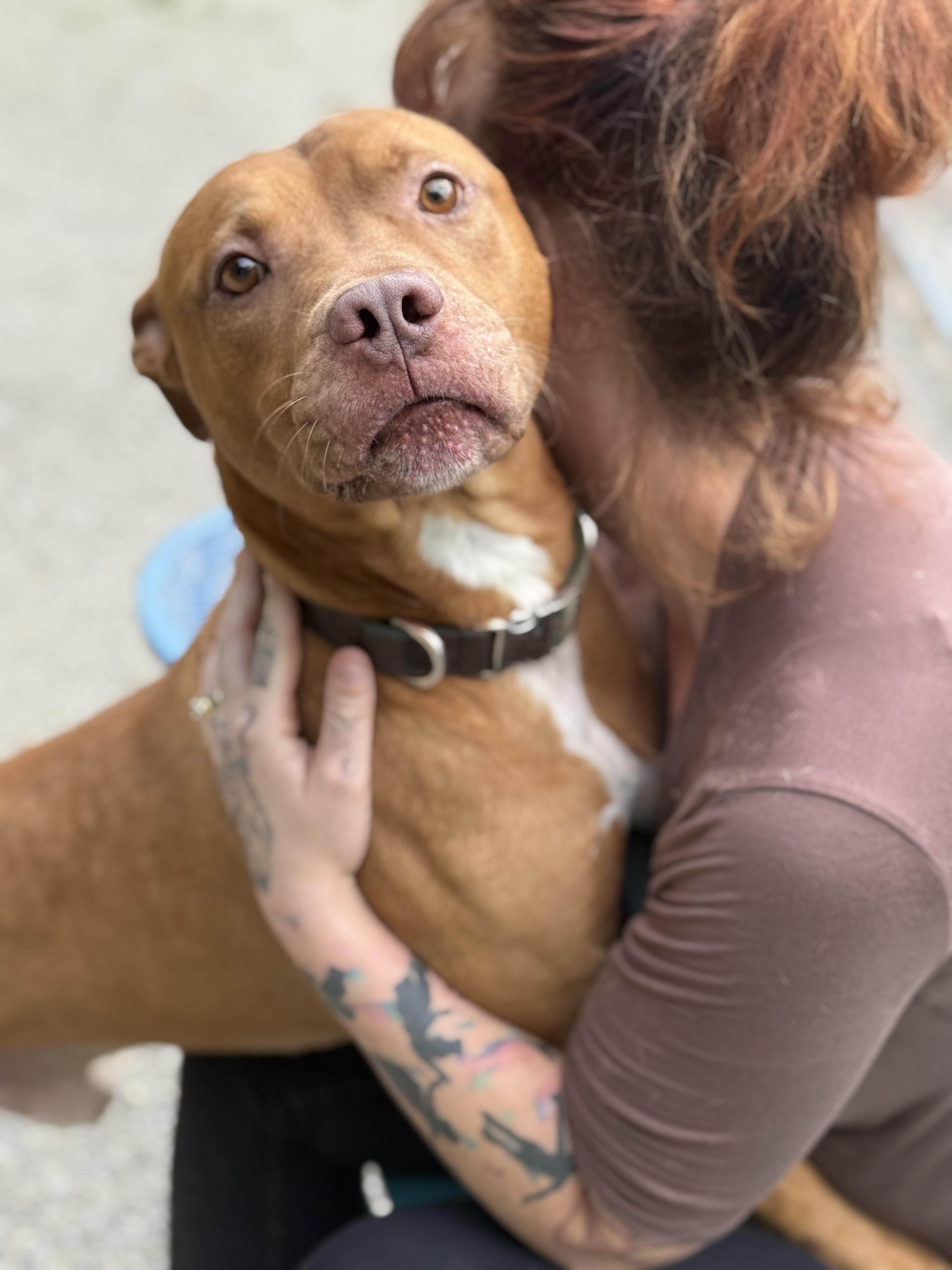 Dexter, a Adoptable Pit Bull Terrier in Fayetteville, WV image 3/4