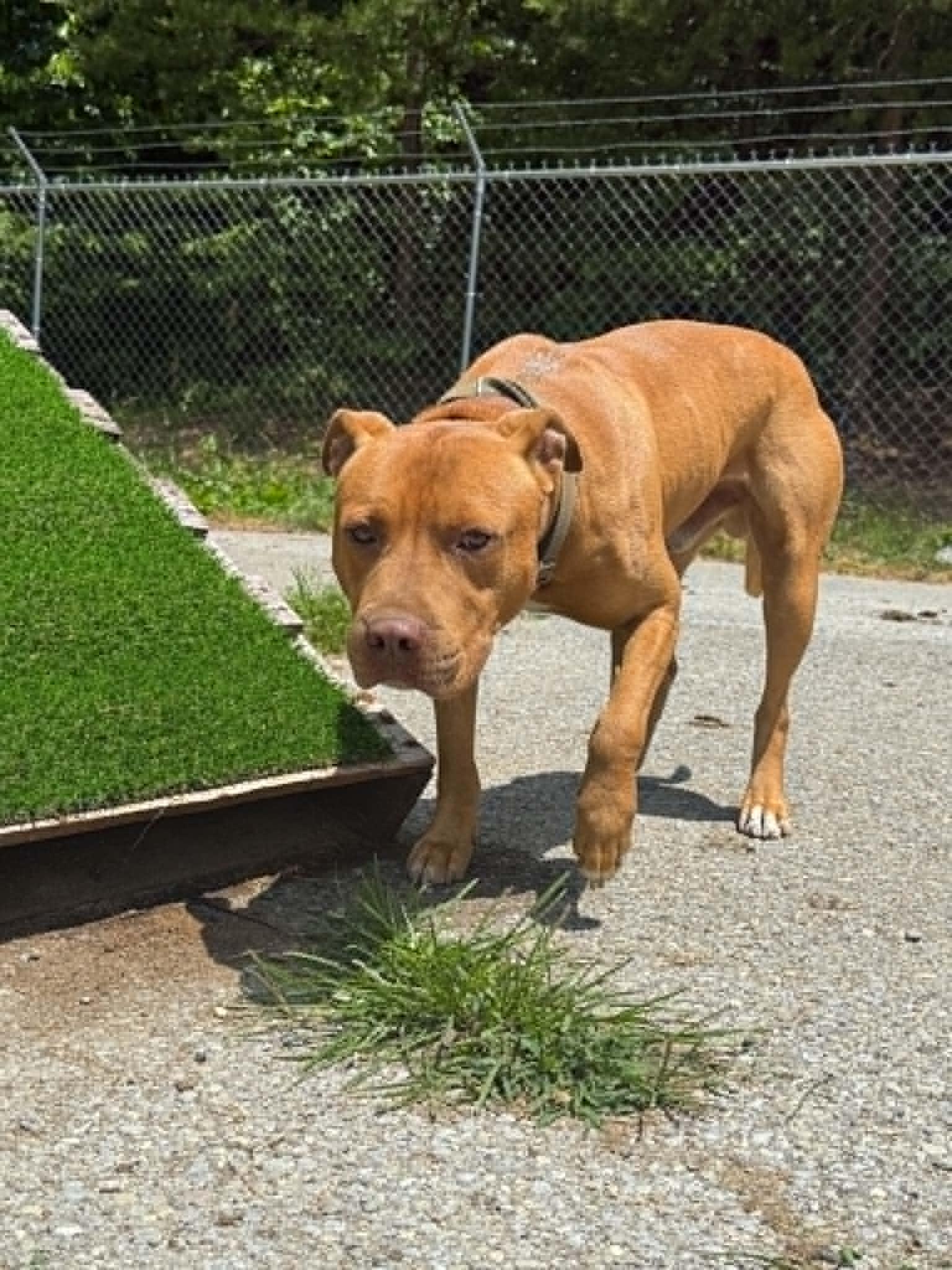 Dexter, a Adoptable Pit Bull Terrier in Fayetteville, WV image 4/4