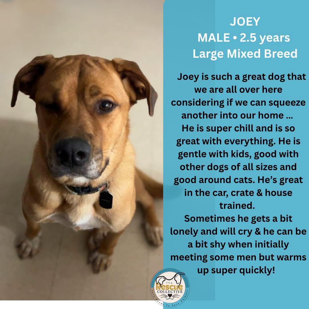 Joey, ADOPTABLE, Adult Male Mastiff.