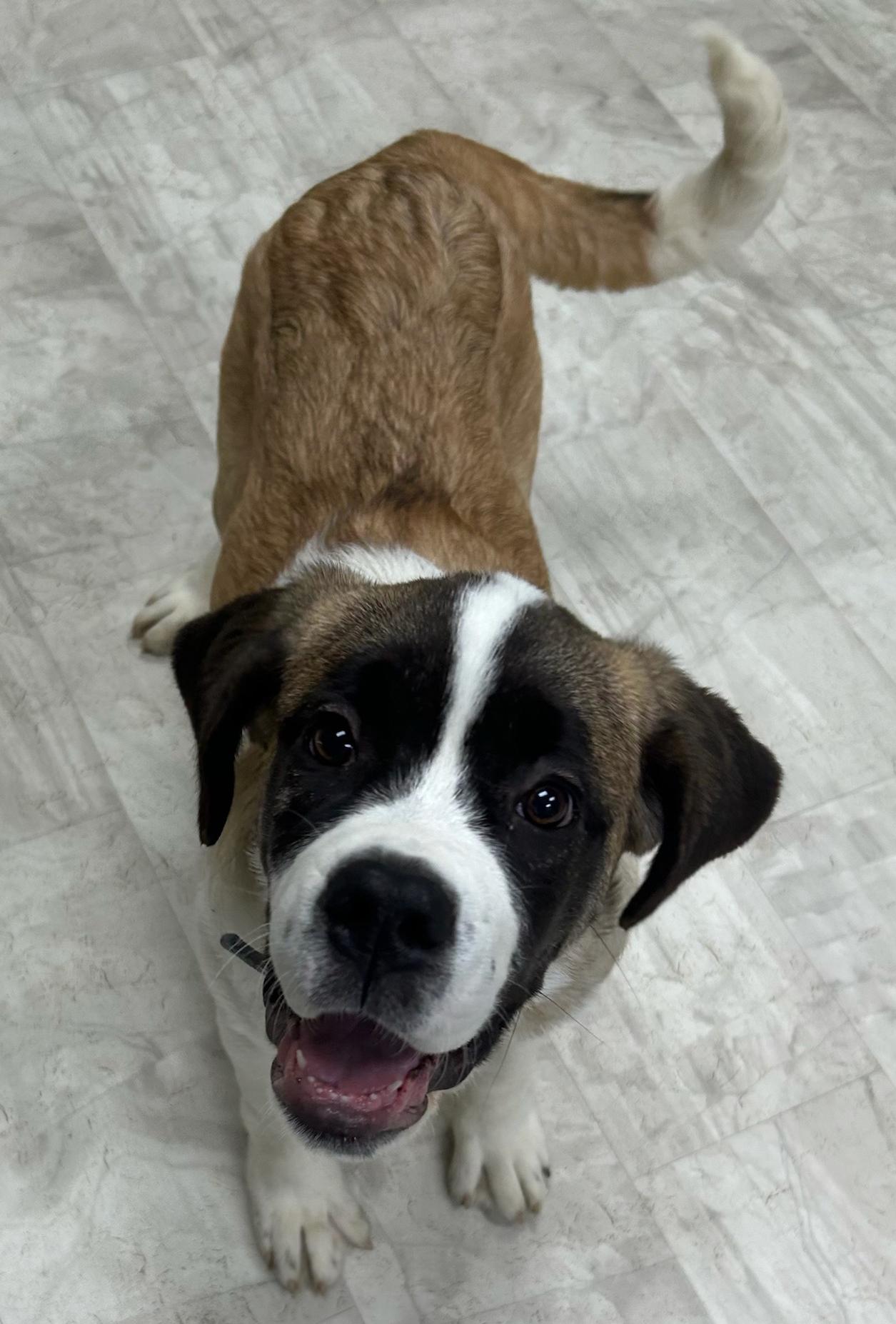 Greta, a Adoptable Saint Bernard in Neillsville, WI image 2/3