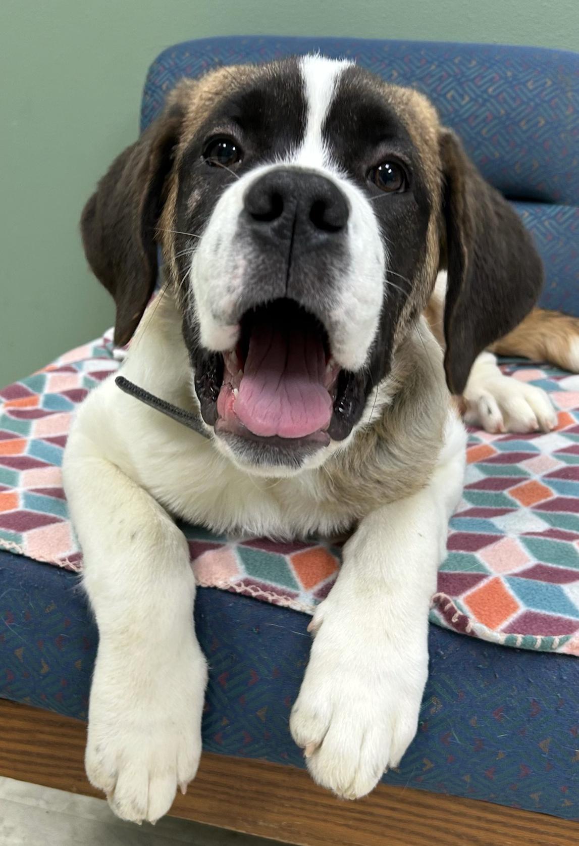 Greta, a Adoptable Saint Bernard in Neillsville, WI image 3/3