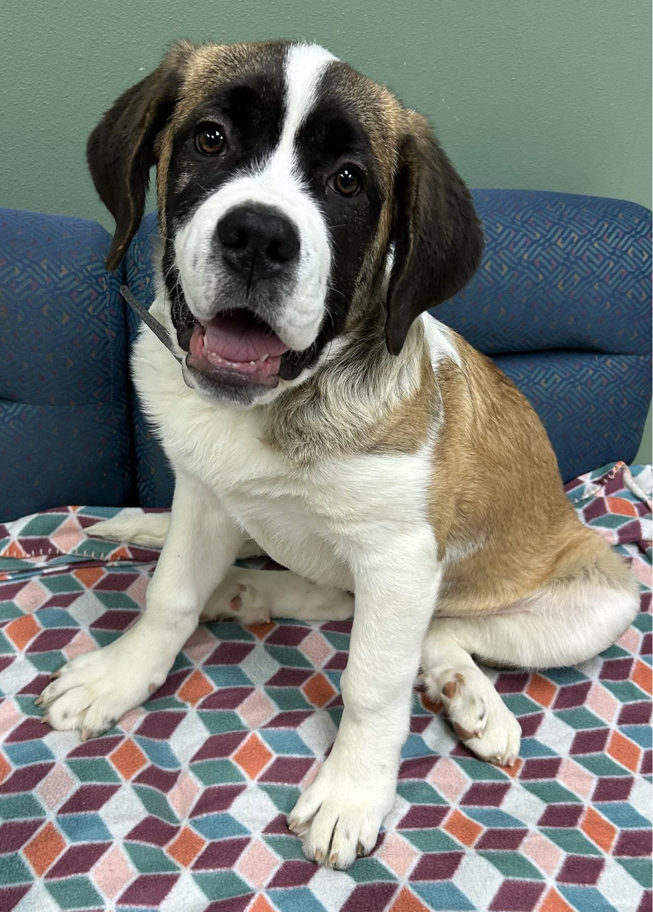 Greta, a Adoptable Saint Bernard in Neillsville, WI image 1/3