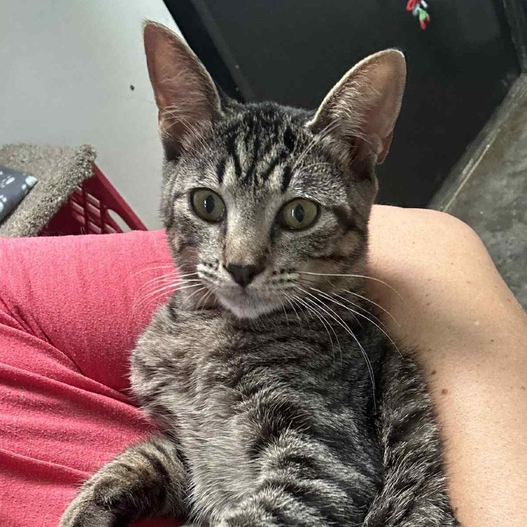 Grover, a Adoptable Domestic Short Hair in Graham, TX image 2/3