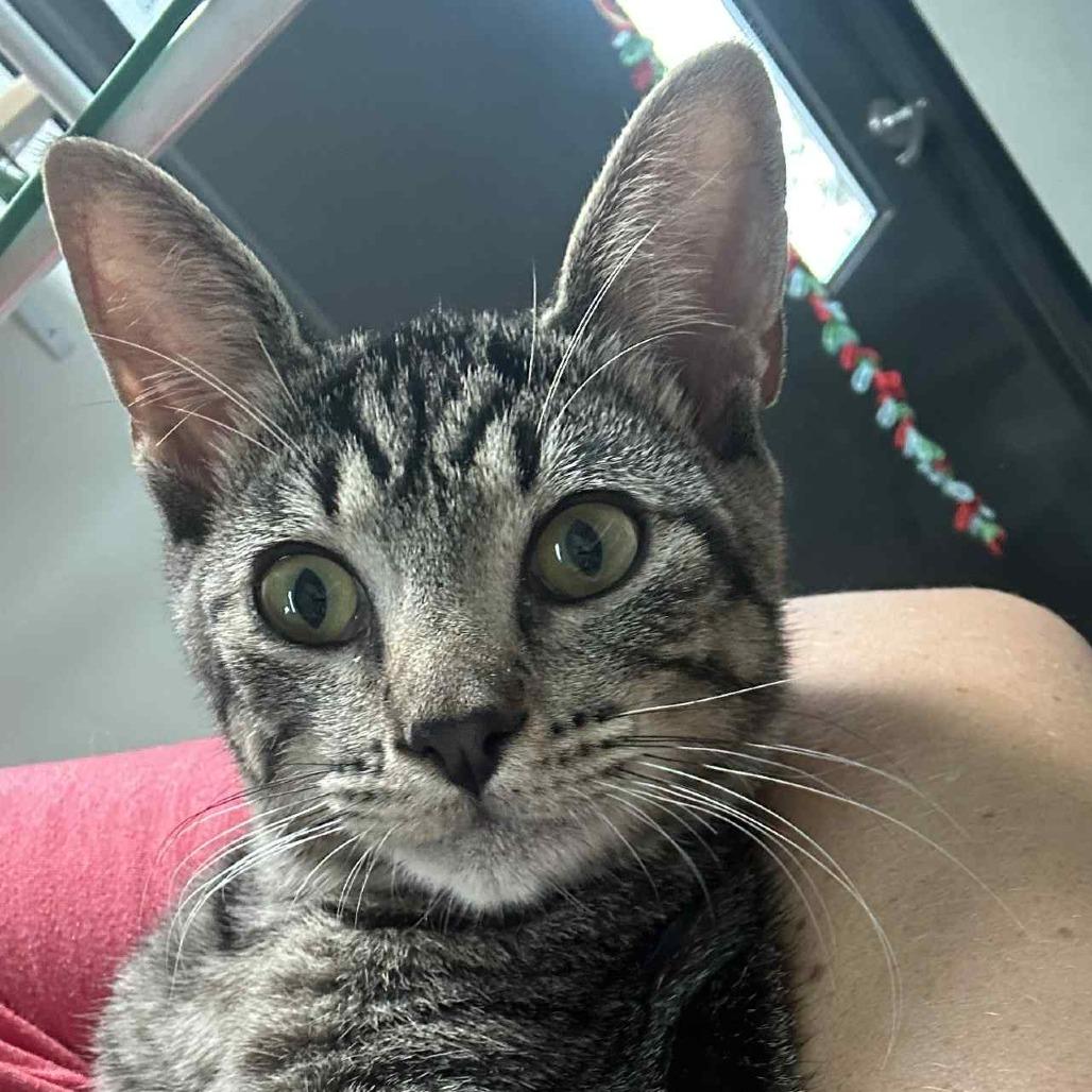 Grover, Adoptable, Young Male Domestic Short Hair.