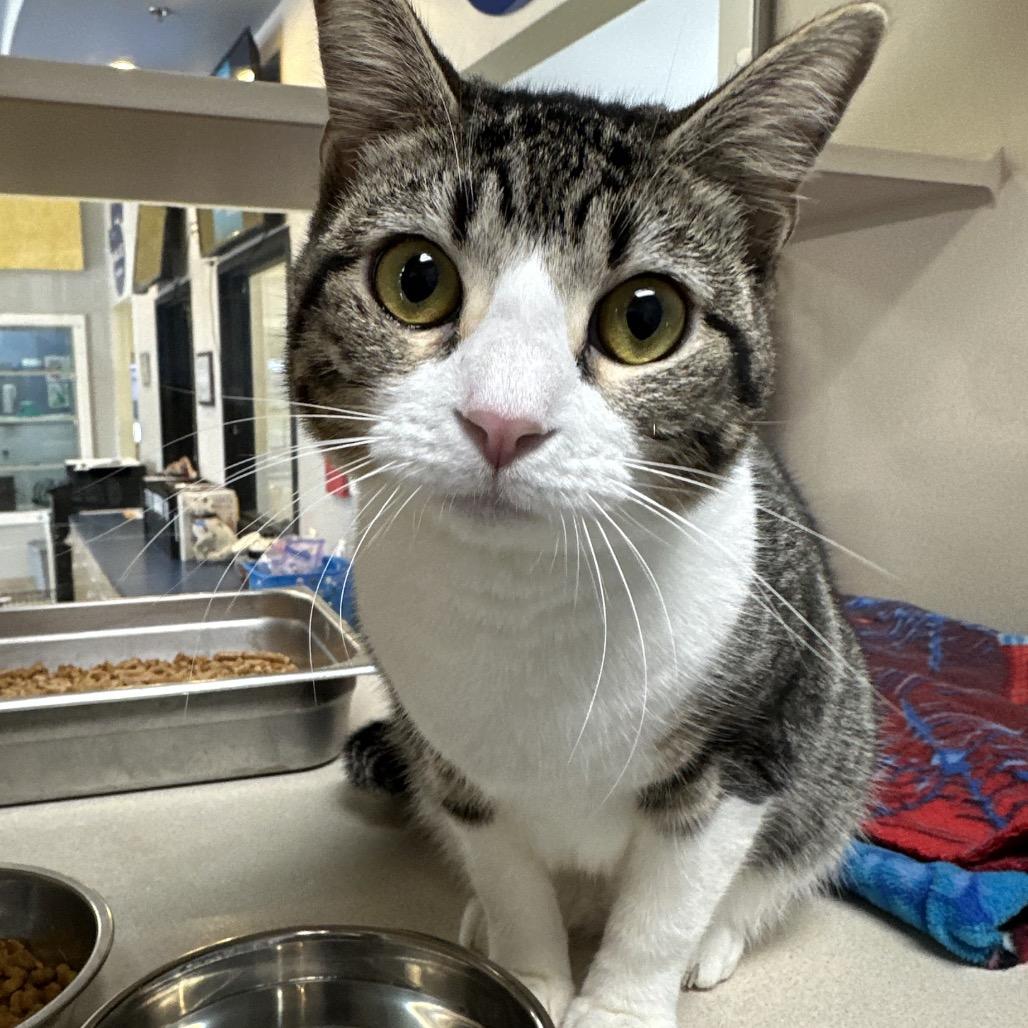 Enlarge Sadie, a Adoptable Domestic Short Hair in Galveston, TX image 1/3