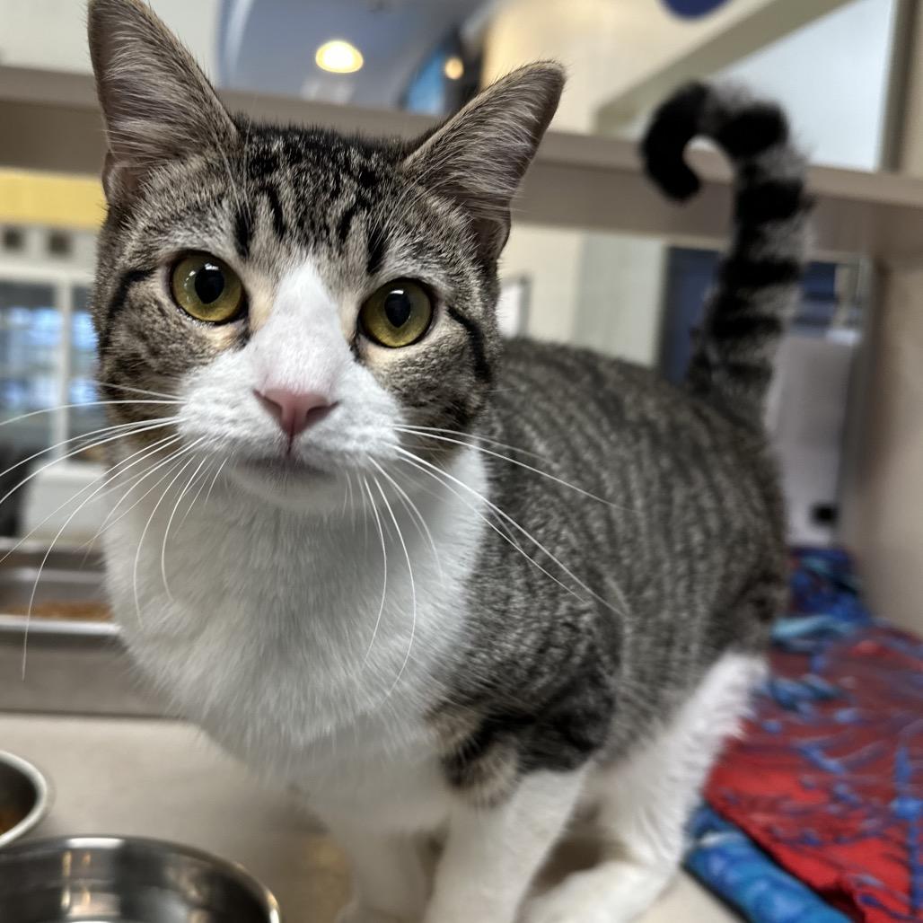 Enlarge Sadie, a Adoptable Domestic Short Hair in Galveston, TX image 2/3