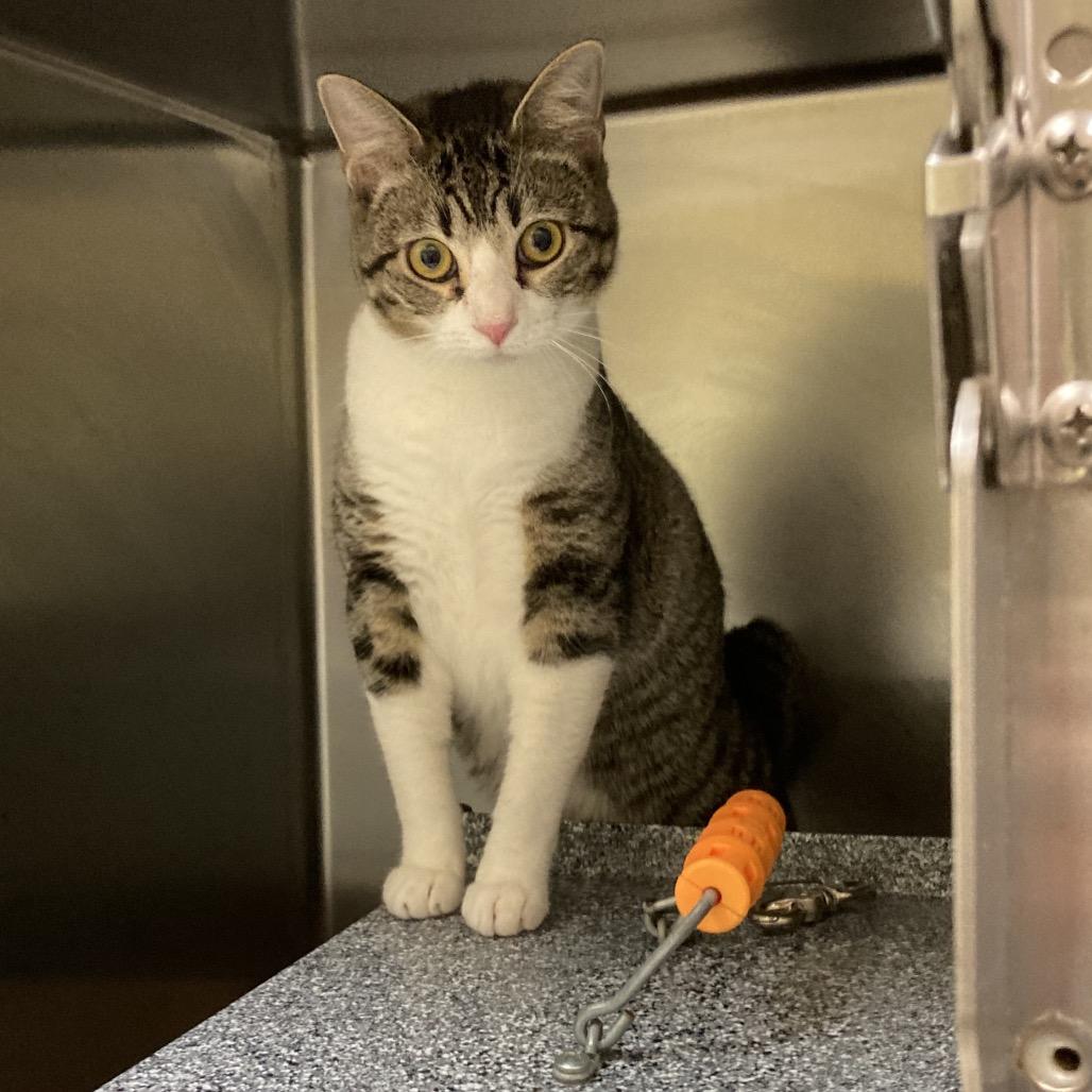 Enlarge Sadie, a Adoptable Domestic Short Hair in Galveston, TX image 1/1