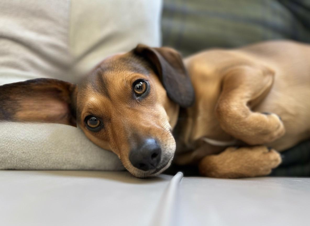 Alfie, an adoption pending mixed breed in Lisbon, IA image 2/6