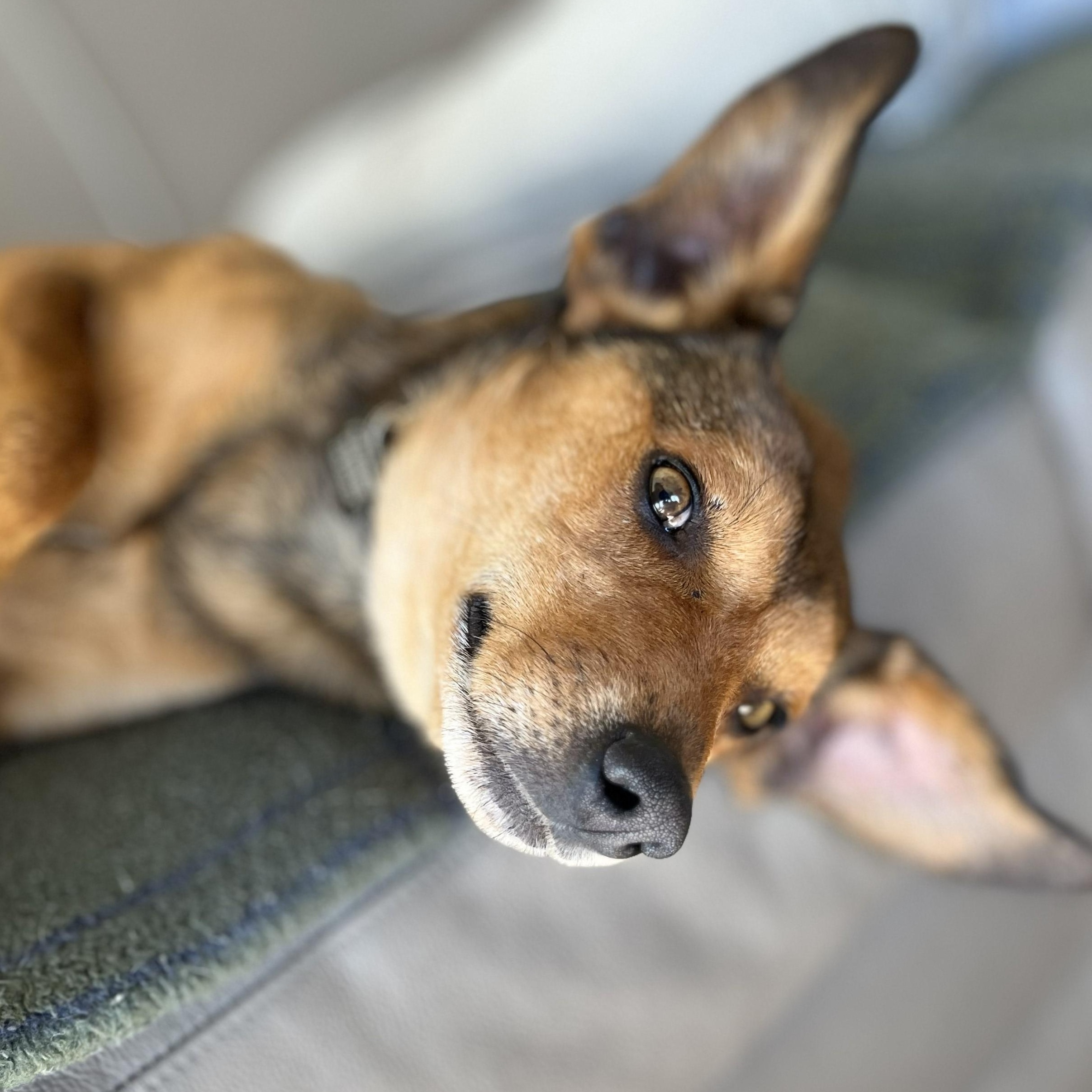 Alfie, an adoption pending mixed breed in Lisbon, IA image 5/6