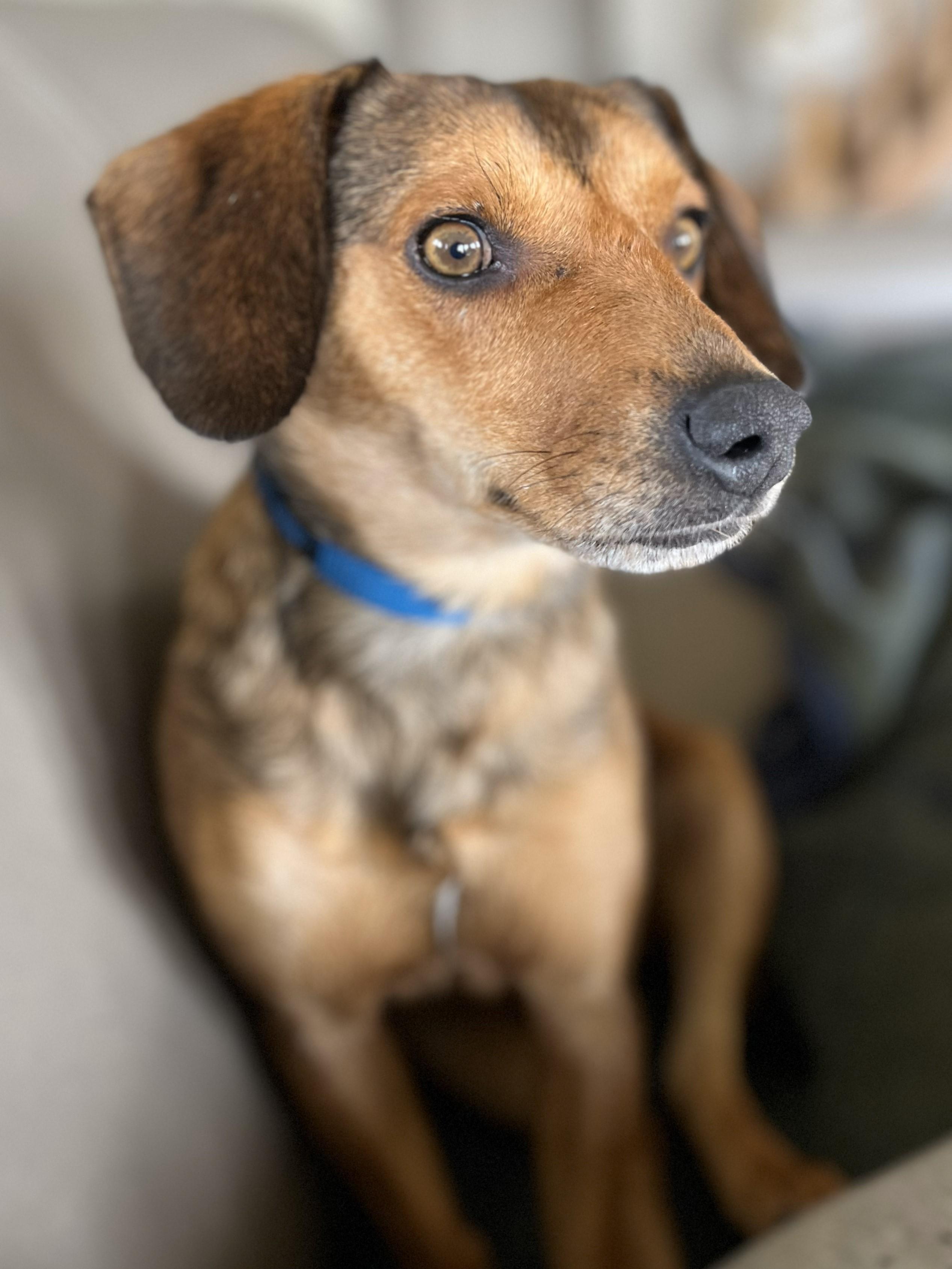Alfie, an adoption pending mixed breed in Lisbon, IA image 1/6