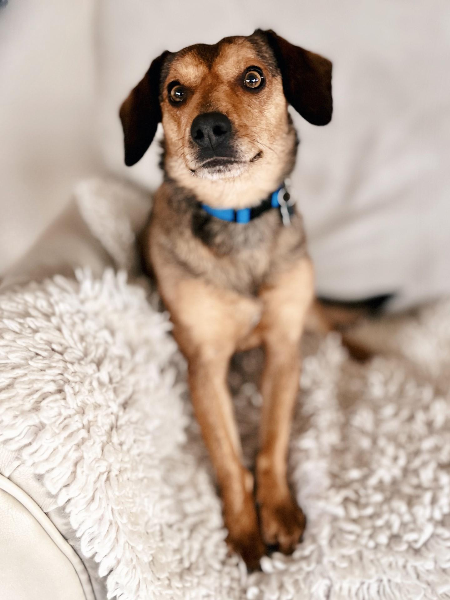 Alfie, an adoption pending mixed breed in Lisbon, IA image 4/6