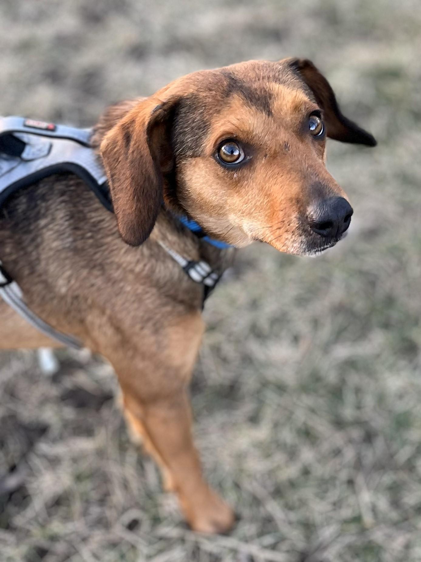 Alfie, an adoption pending mixed breed in Lisbon, IA image 3/6