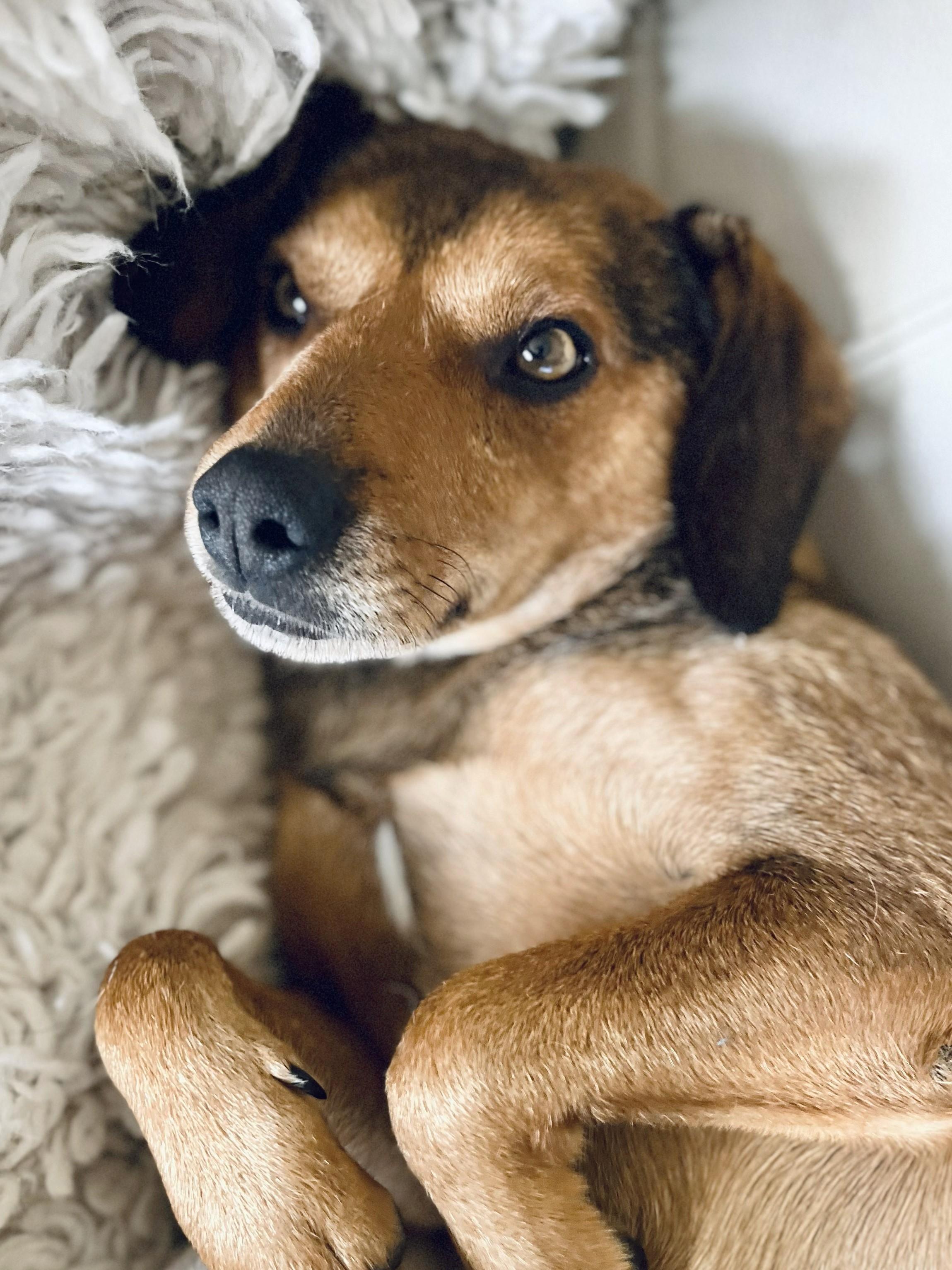 Alfie, an adoption pending mixed breed in Lisbon, IA image 6/6