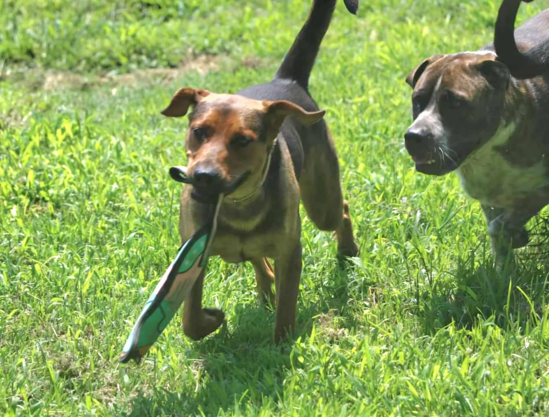 Duke, an adoptable Beauceron, German Shepherd Dog in Grove, OK, 74344 | Photo Image 3