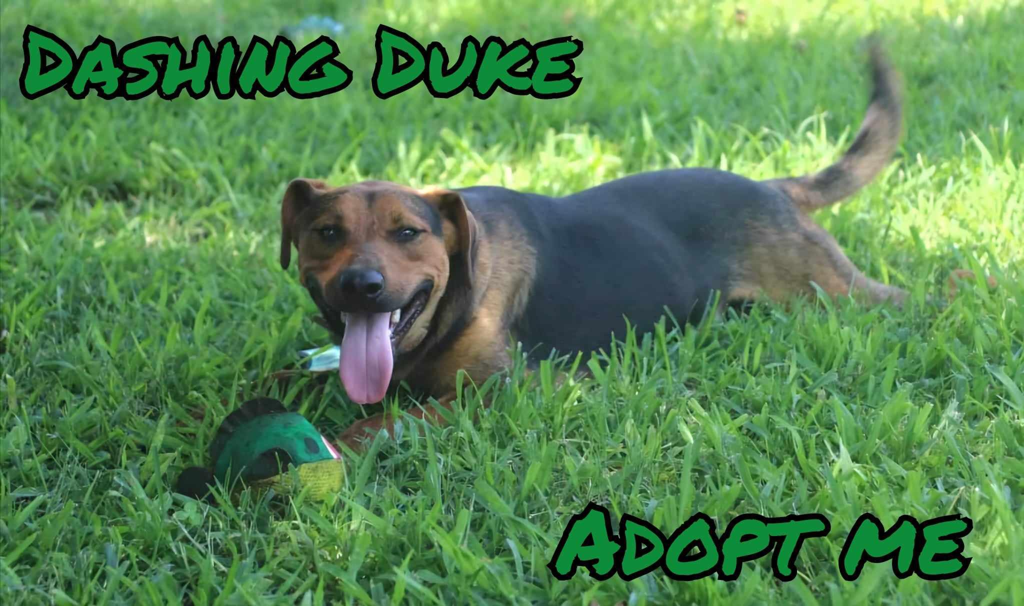 Duke, an adoptable Beauceron, German Shepherd Dog in Grove, OK, 74344 | Photo Image 5