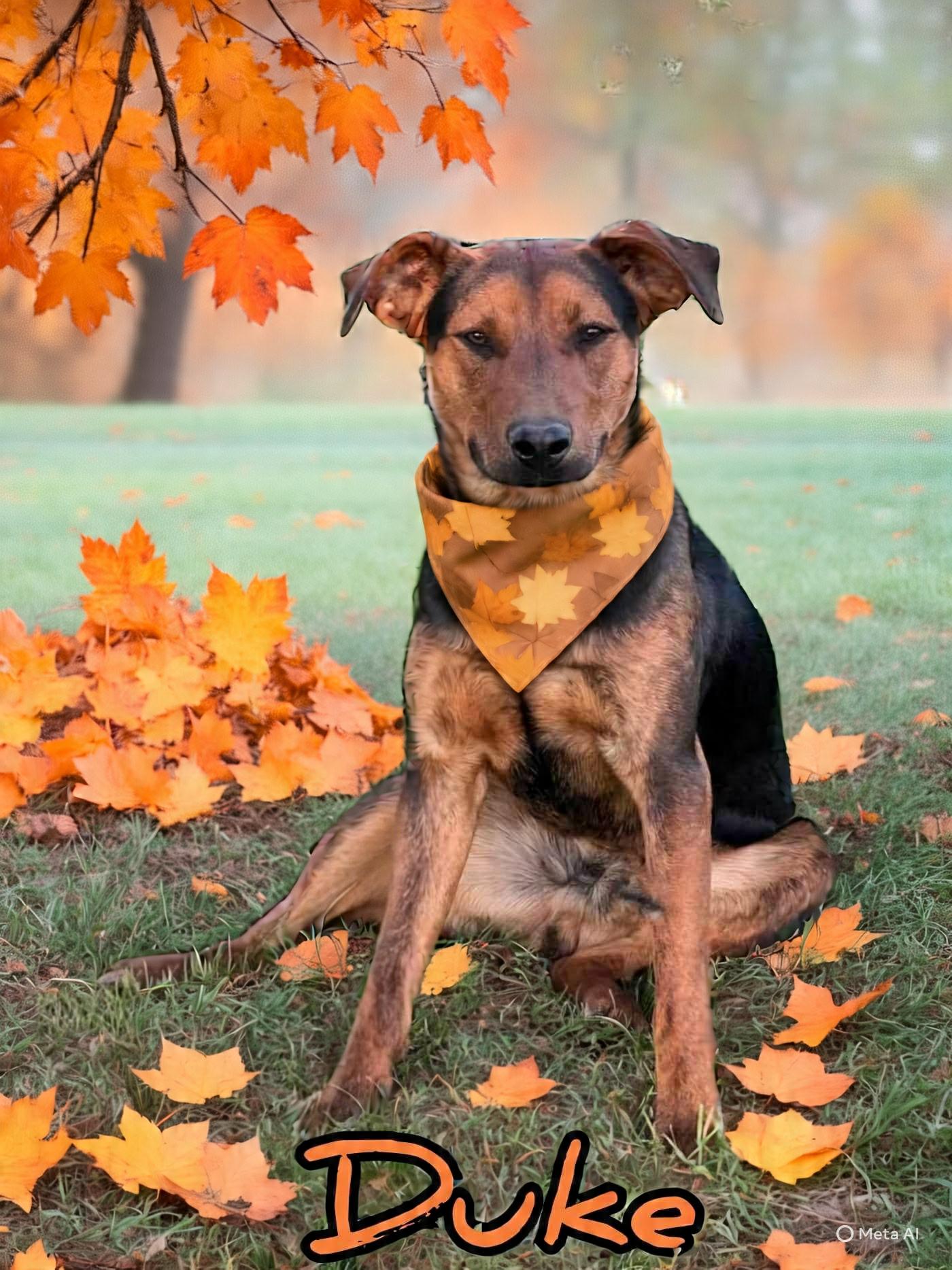 Duke, an adoptable Beauceron, German Shepherd Dog in Grove, OK, 74344 | Photo Image 1