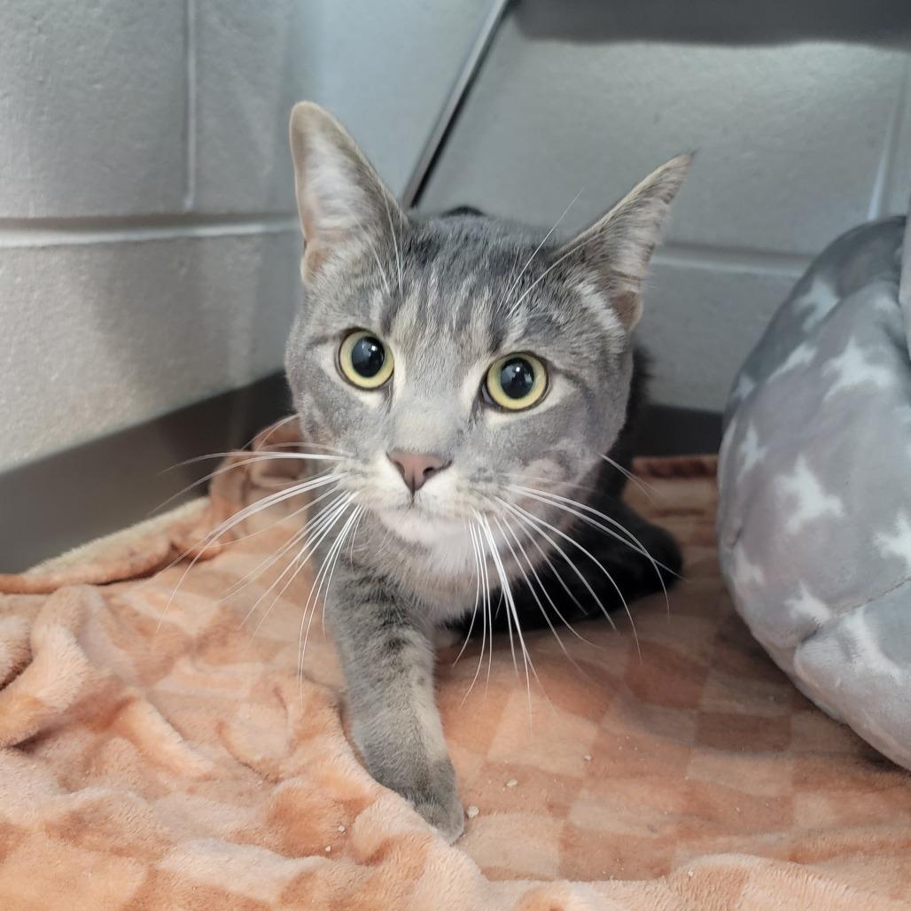 Elsa, Adoptable, Young Female American Shorthair.