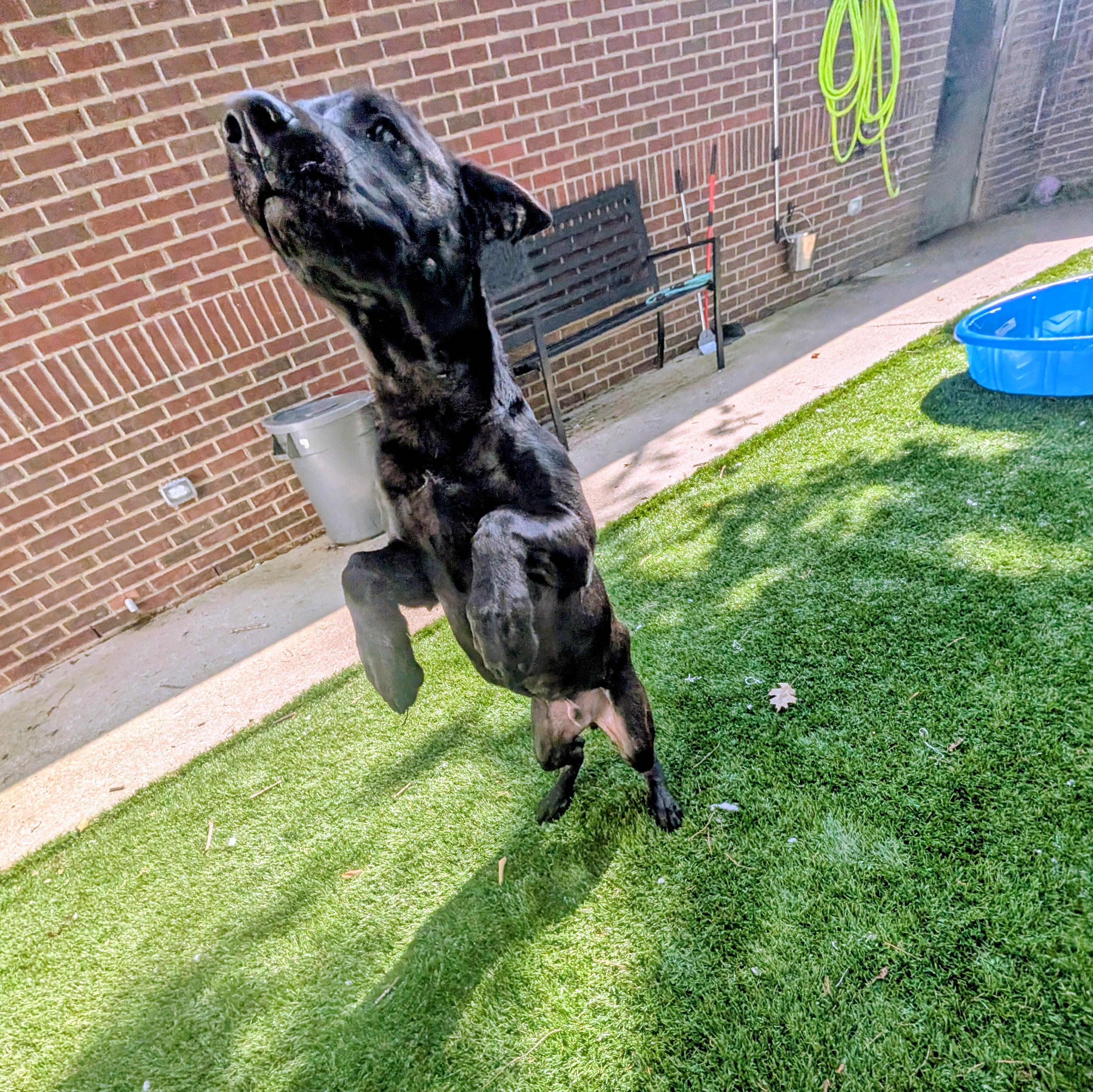 Magnum, a Adoptable mixed breed in Mount Juliet, TN image 2/3