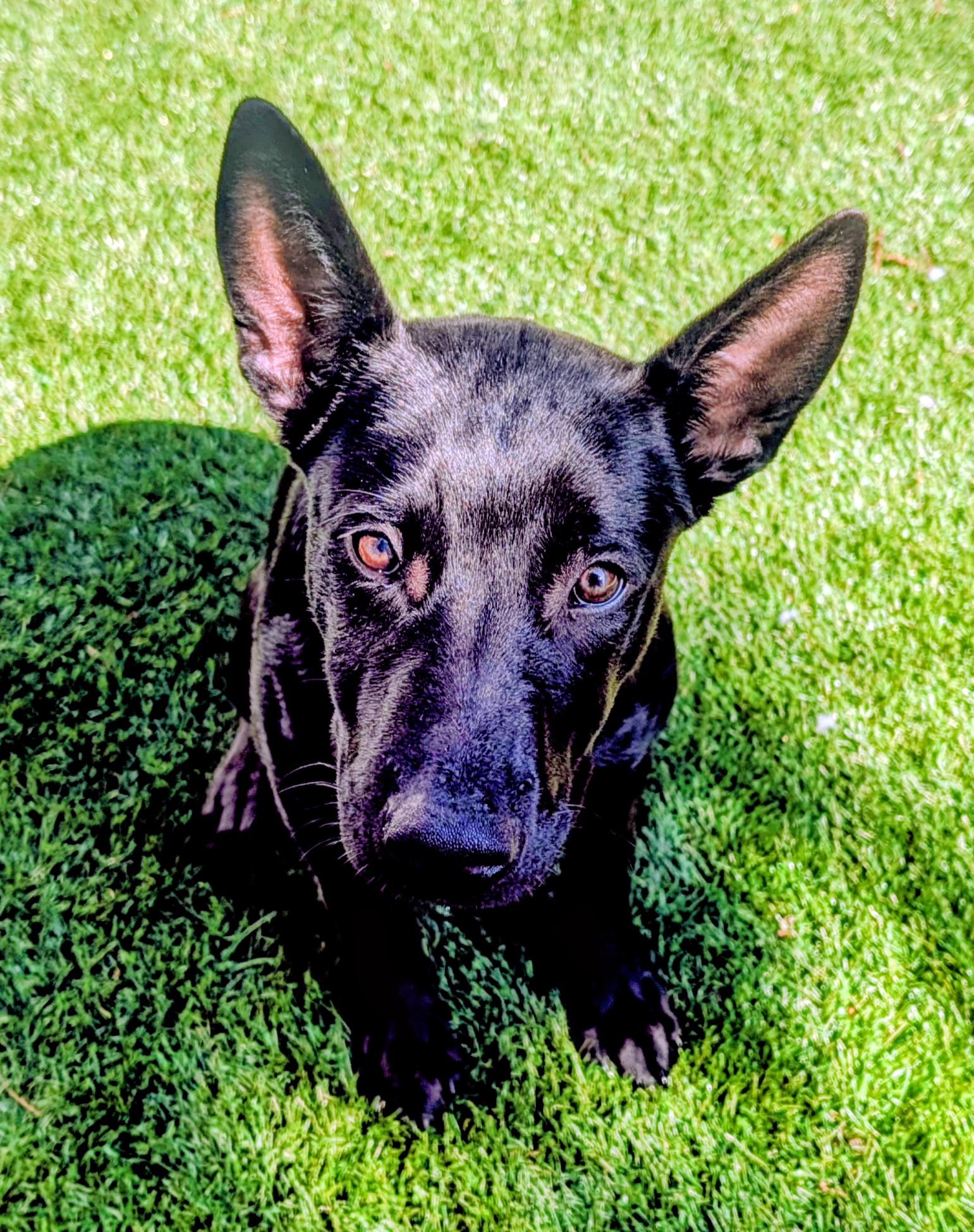 Magnum, Adoptable, Puppy Male German Shepherd Dog.