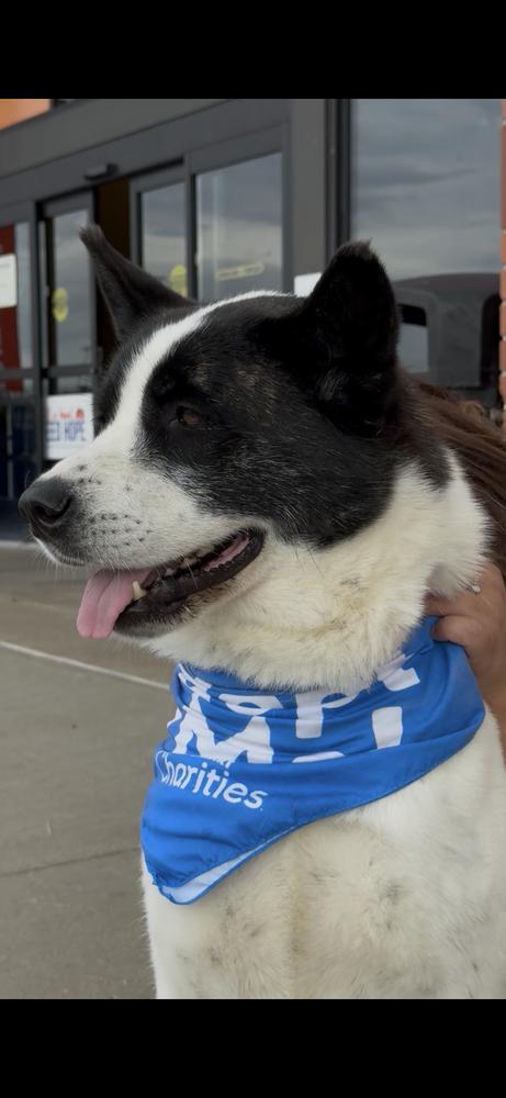 Truffles, Adoptable, Adult Female Akita & Mixed Breed.