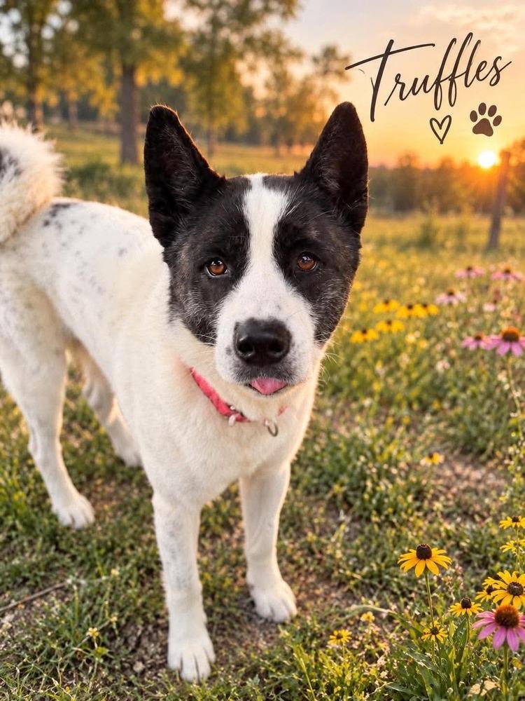 Enlarge Truffles, a Adoptable mixed breed in Warrenton, MO image 2/6